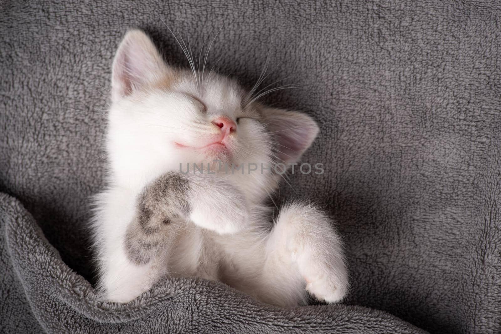 Adorable kitten having a rest on gray plaid