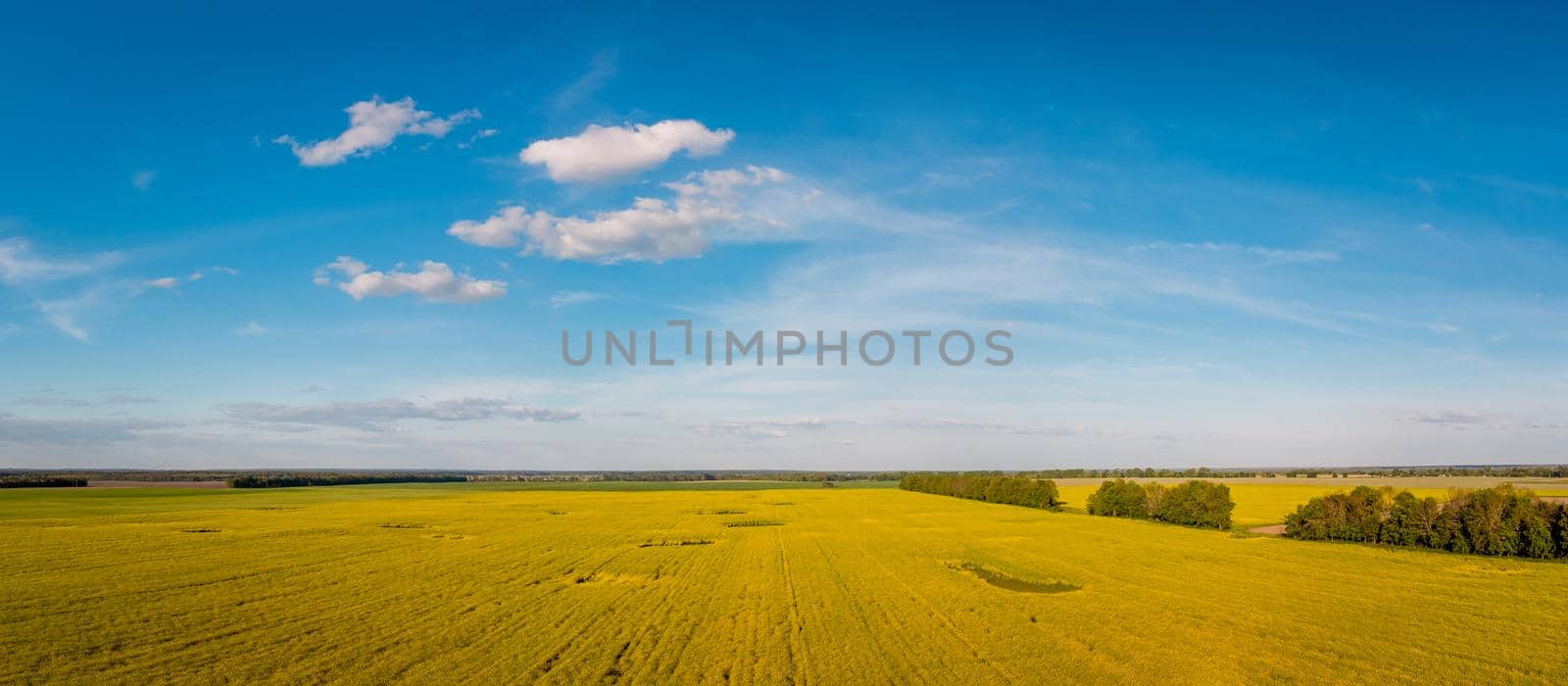 Landscape shot by the drone of agricultural field of rapeseed blooming in the countryside by VitaliiPetrushenko