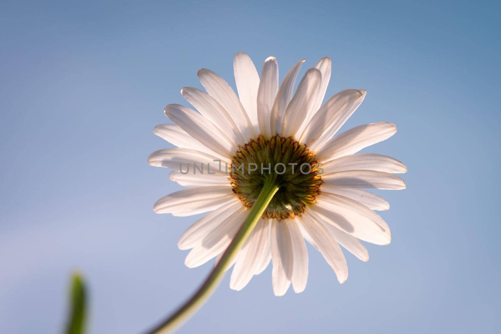 Daisy flower on sunny meadow, close up, copy space