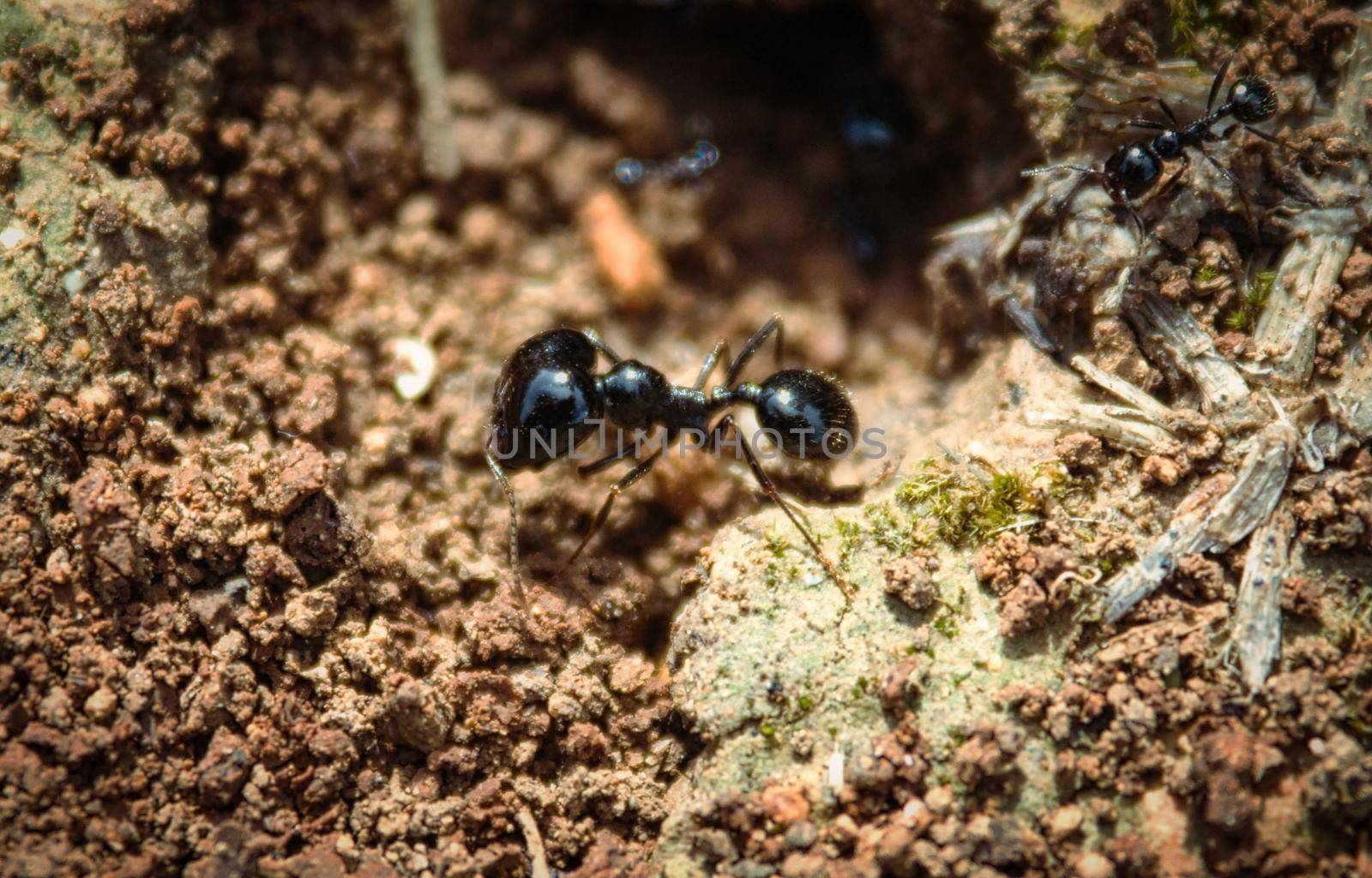 Big-headed soldier ant at the mouth of an ant's nest by tennesseewitney