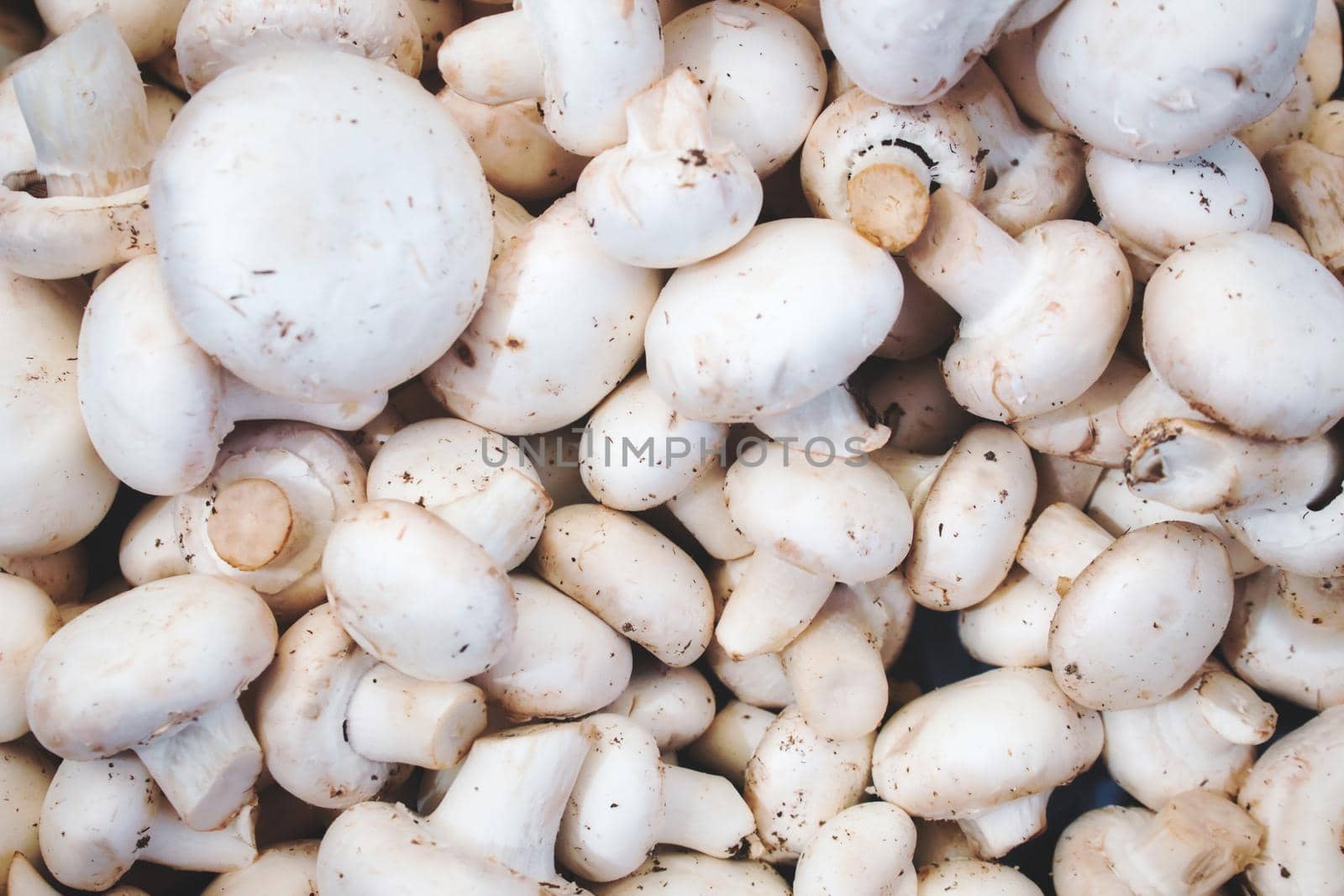 Close-up of white button mushrooms by tennesseewitney