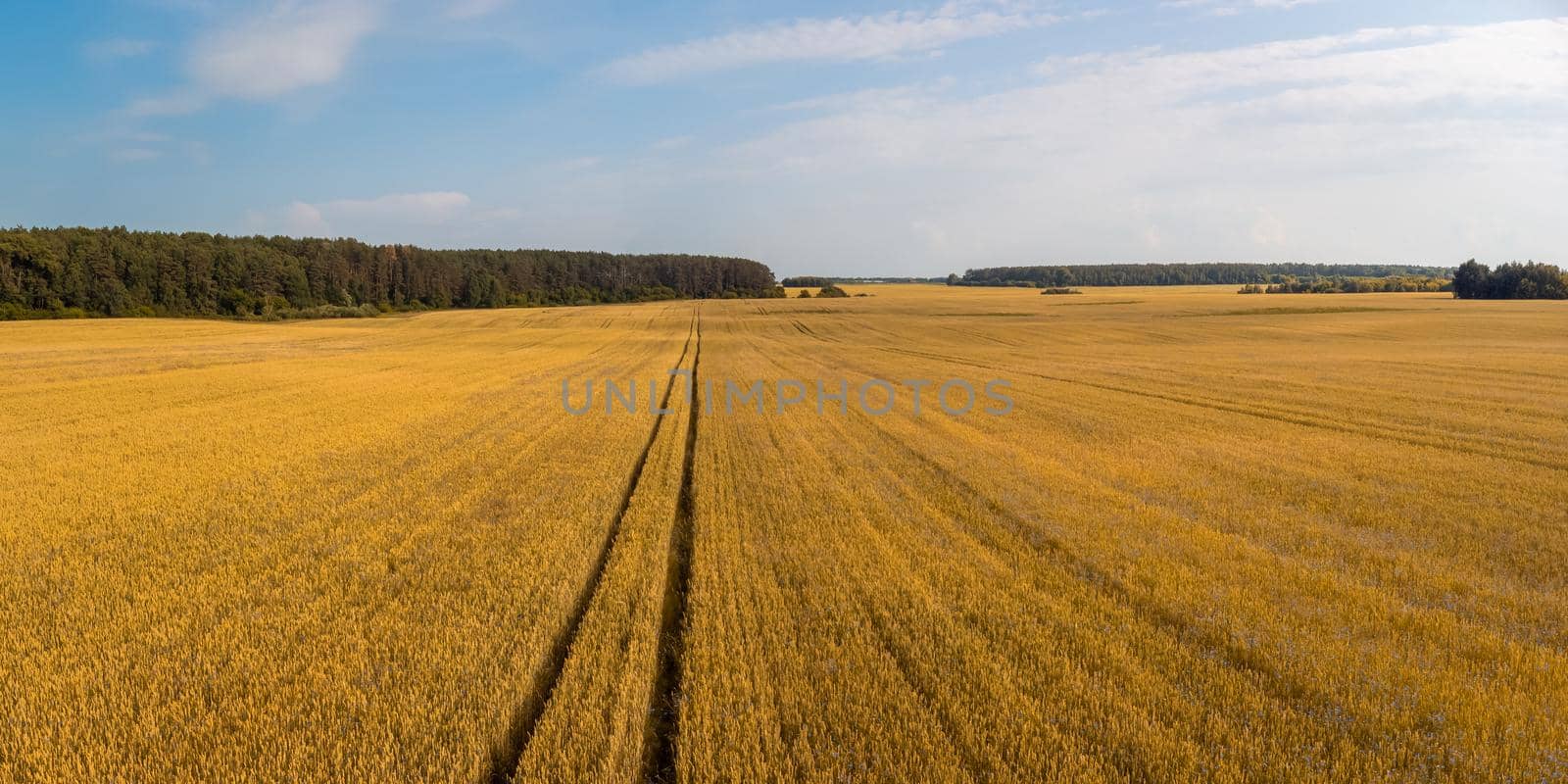 Rye field in the countryside by VitaliiPetrushenko