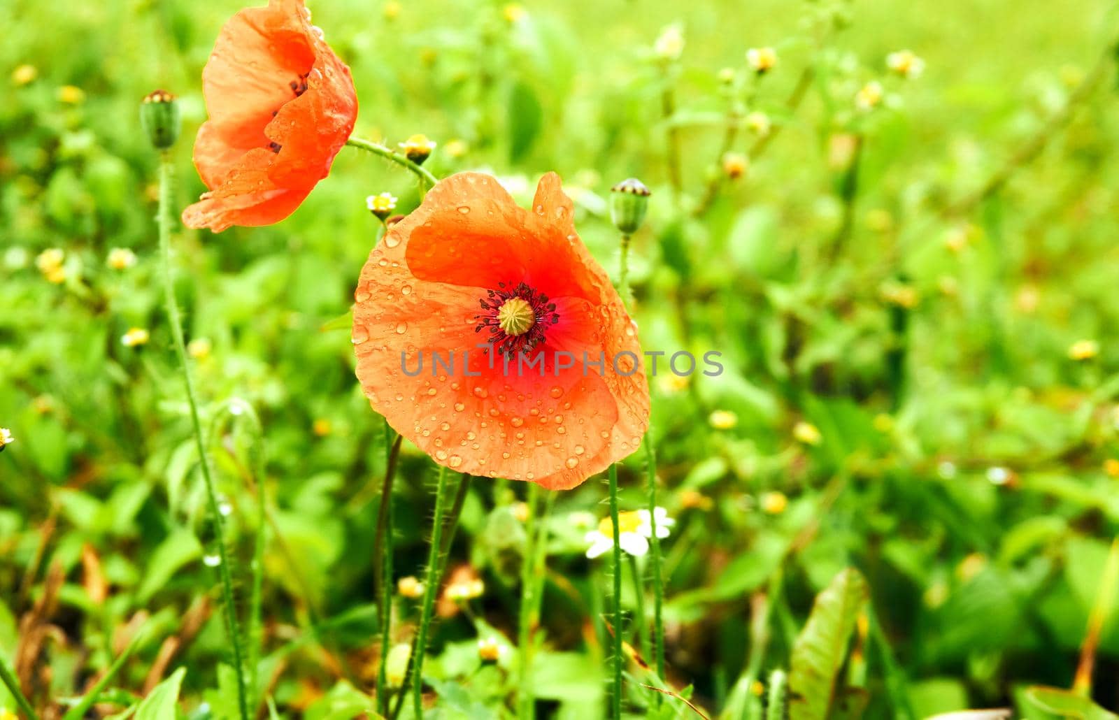 Two wonderful medicinal scarlet red poppies on a green summer field by jovani68