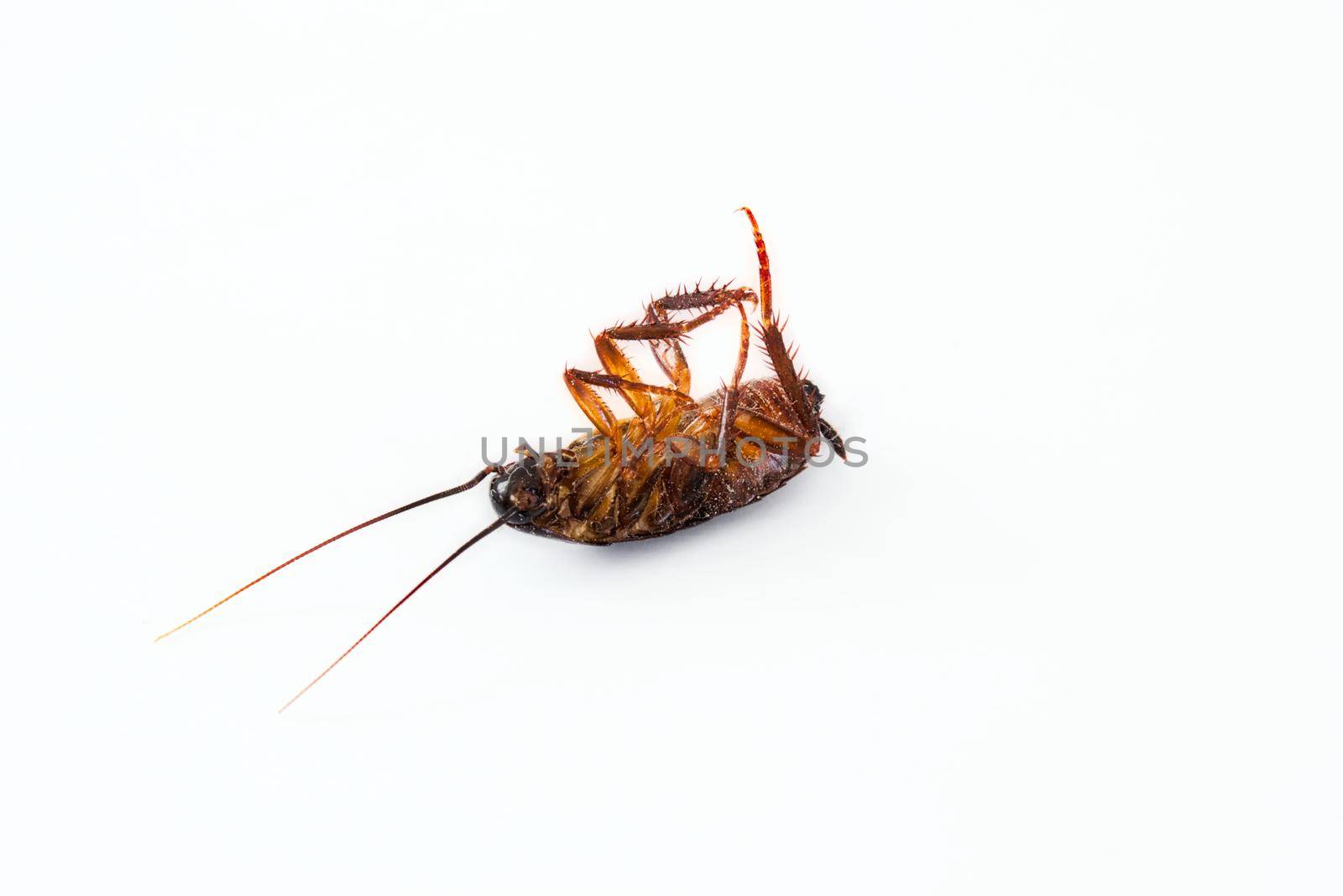 Closeup of a dead cockroach isolated against a pure white background by tennesseewitney
