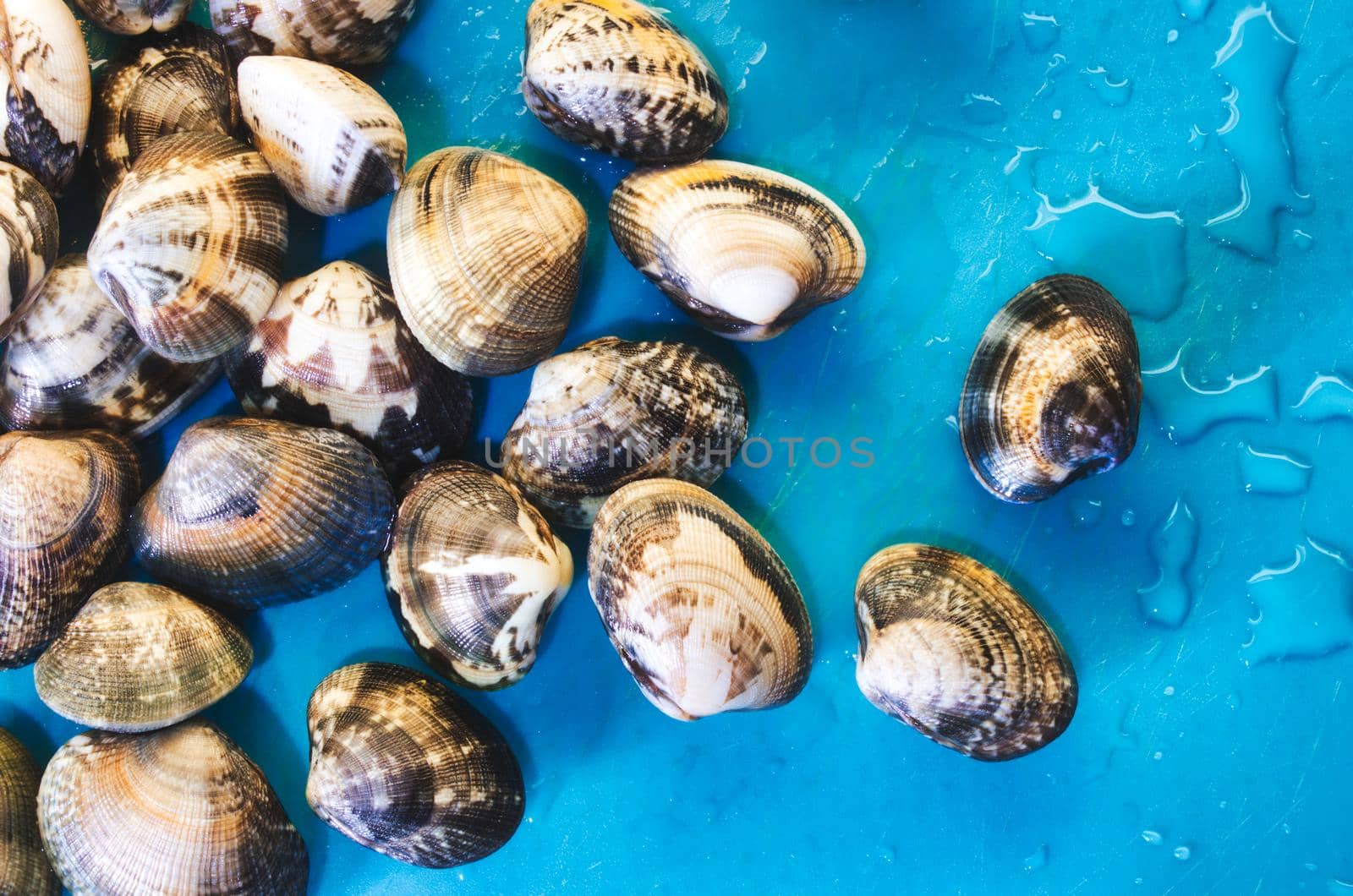 A heap of closed fresh raw clams and a blue wet background