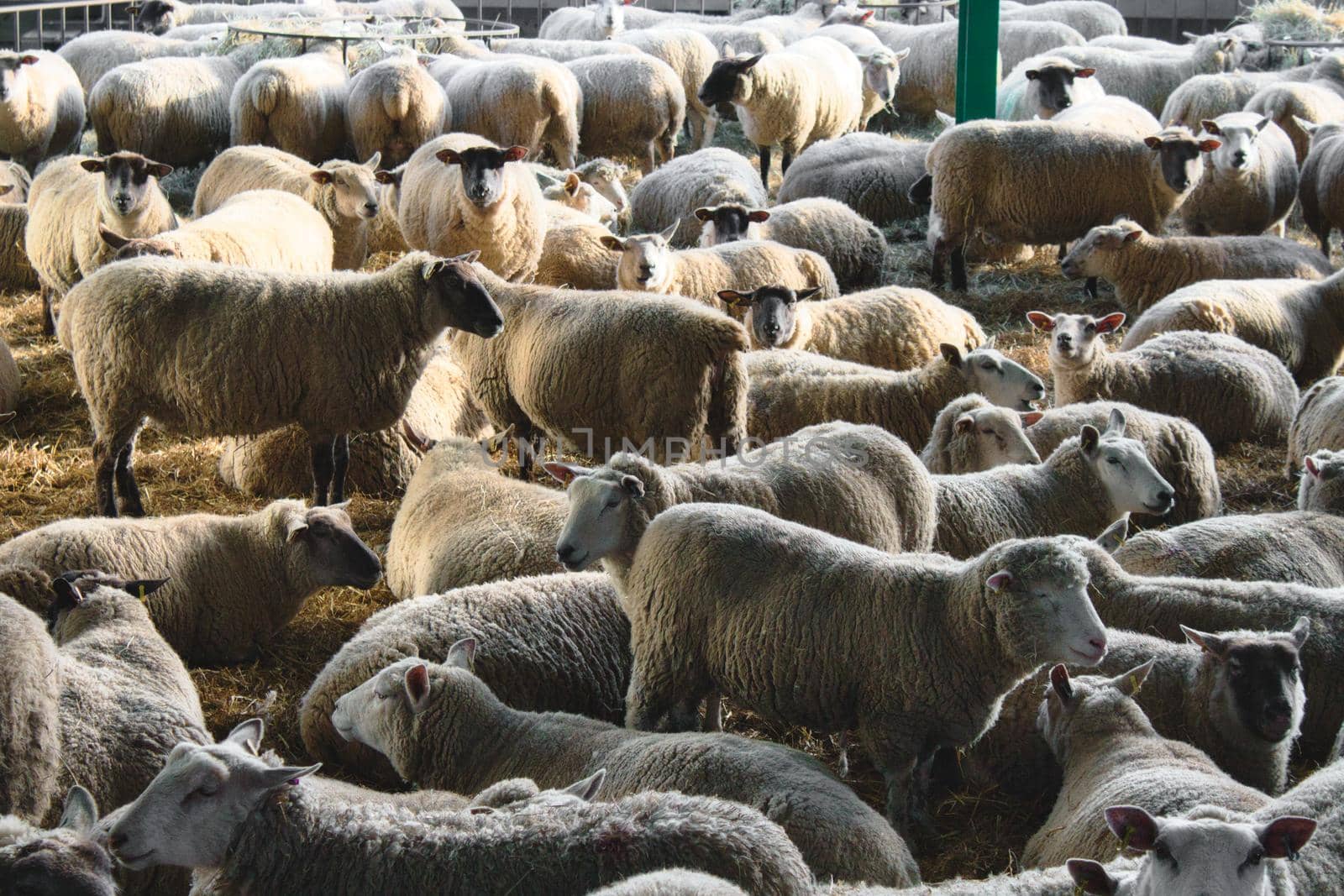 A large flock of unsheared sheep at a cattle farm by tennesseewitney