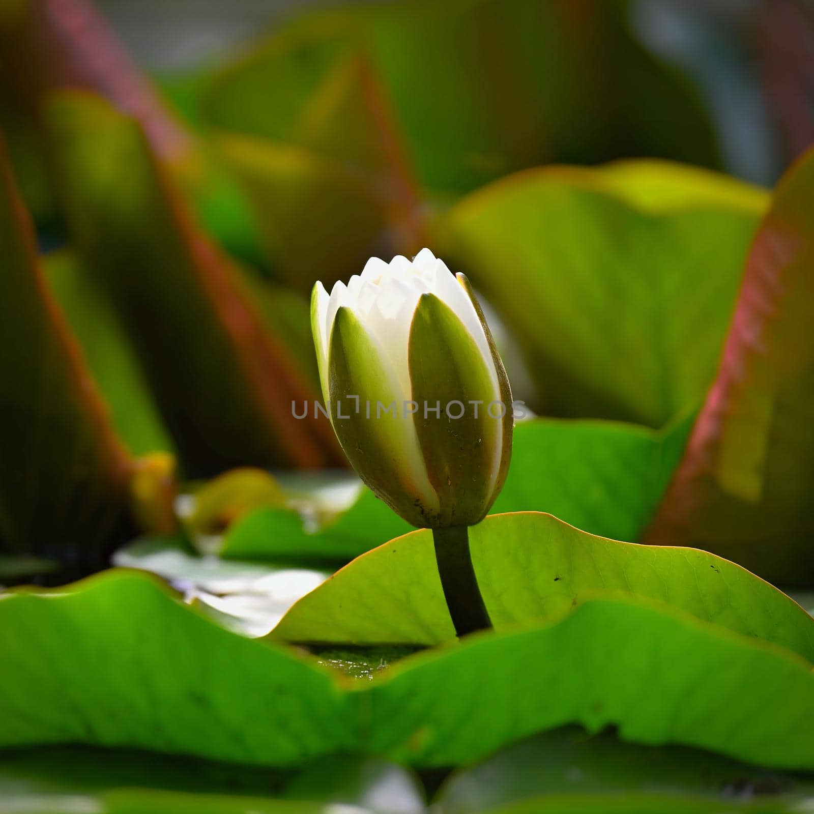 Nature - flower. Beautiful white water lily on the water surface. Colorful background. by Montypeter