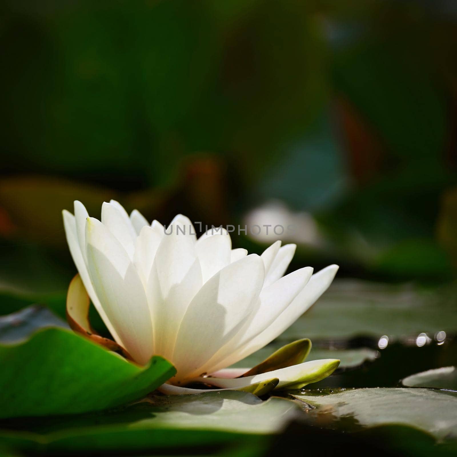 Nature - flower. Beautiful white water lily on the water surface. Colorful background
