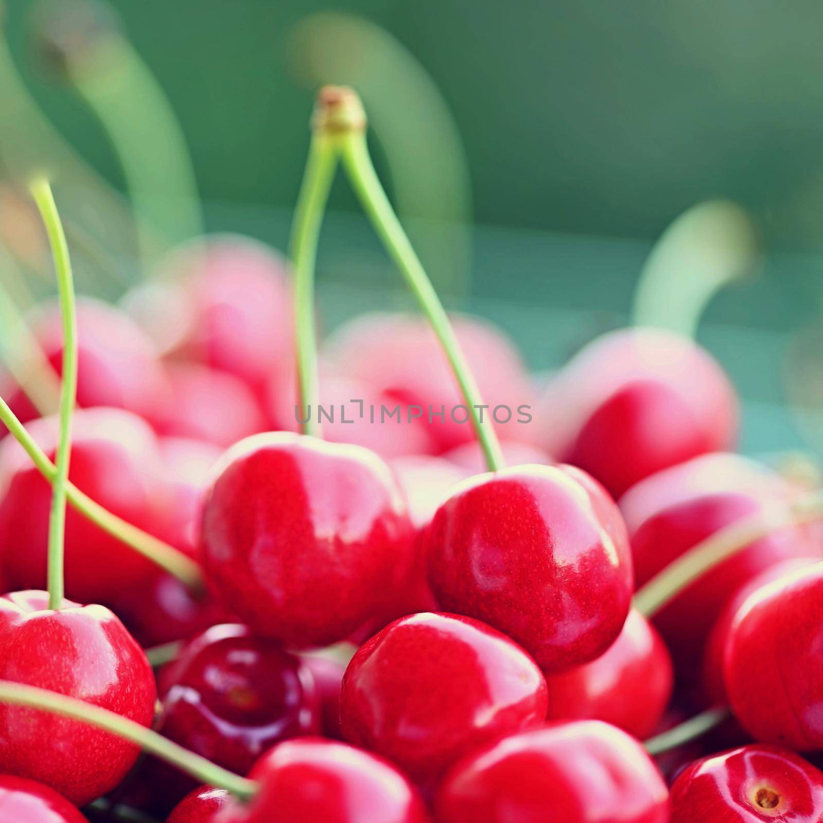 Beautiful red fresh cherries. Healthy food - fruits. Concept for organic and healthy lifestyle. by Montypeter