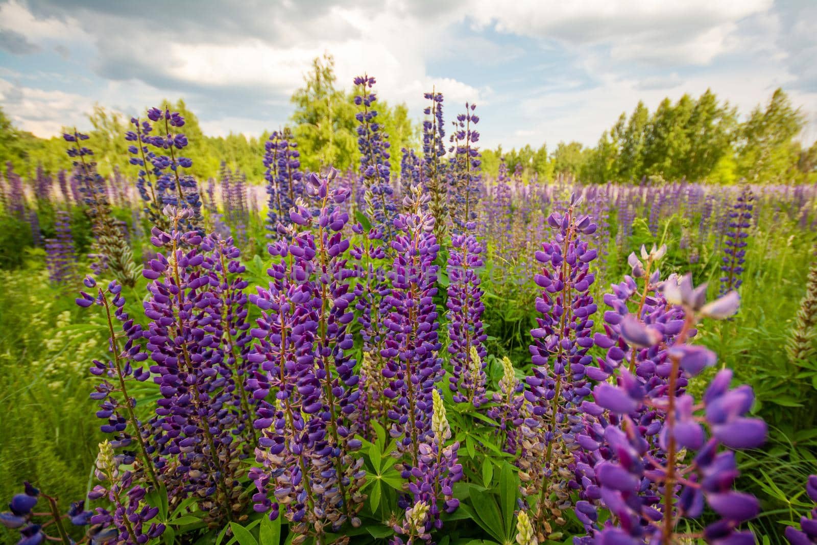 Beautiful view of the valley with bright lupine flowers