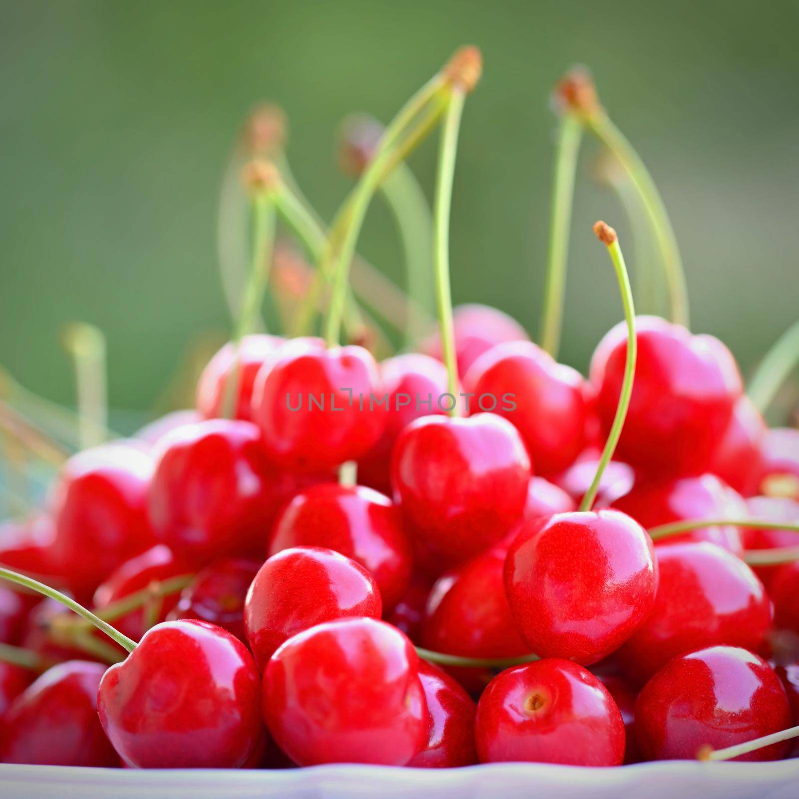 Beautiful red fresh cherries. Healthy food - fruits. Concept for organic and healthy lifestyle