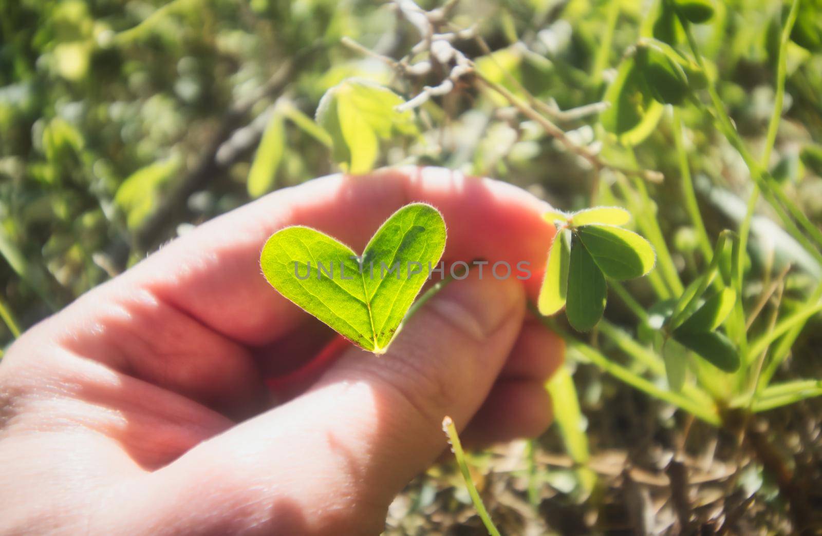 Close up of a hand holding a green heart-shaped leaf in a bright sunny meadow by tennesseewitney