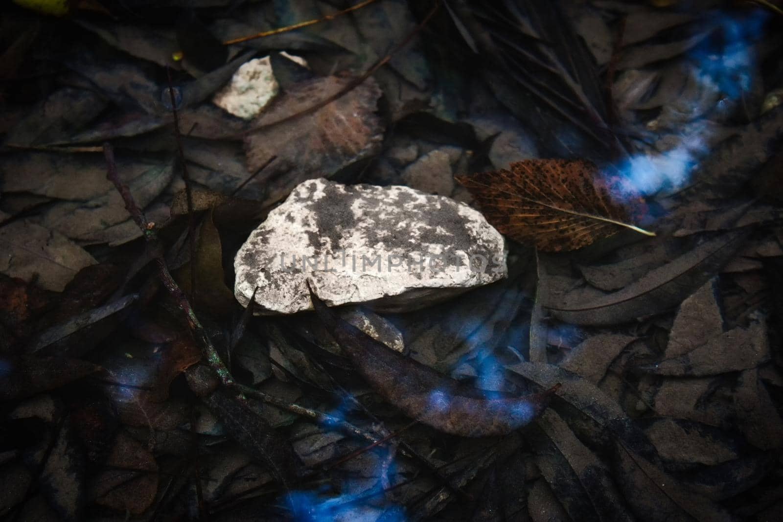 A white rock in a stream full of fallen leaves
