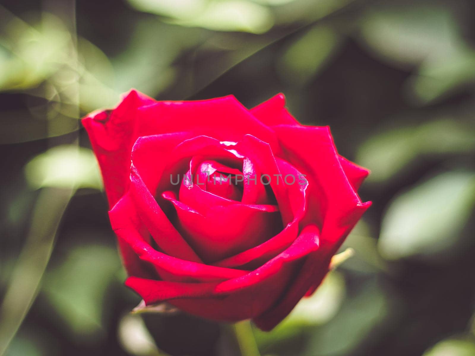 Red Rose Flower close up background. Beautiful Dark Red Rose closeup. Symbol of Love. Valentine card design blur green nature leave background
