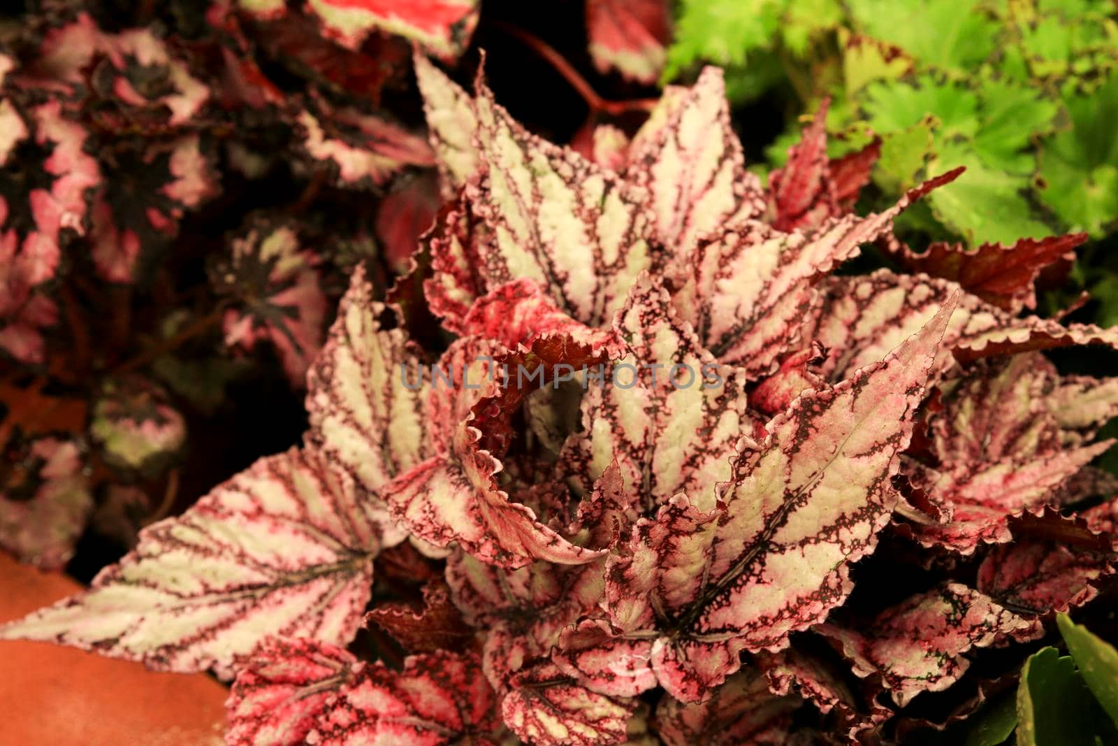 Colorful and beautiful Begonia Rex plant in the garden