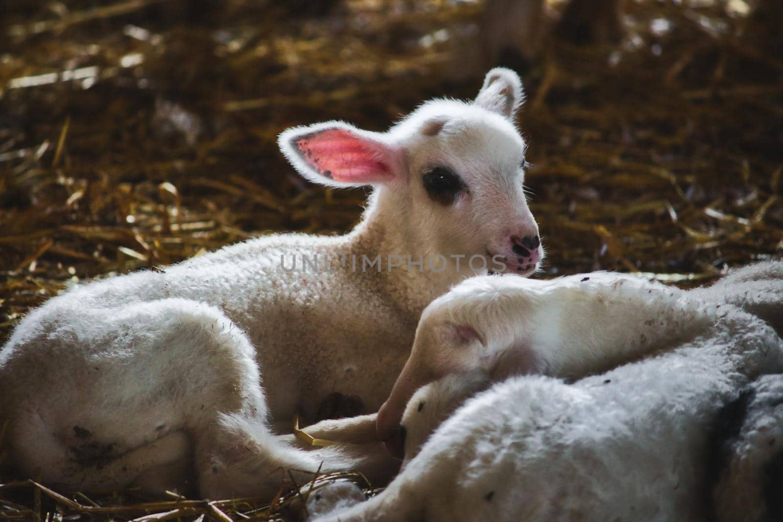 Cute white fluffy baby goat lying down on straw indoors