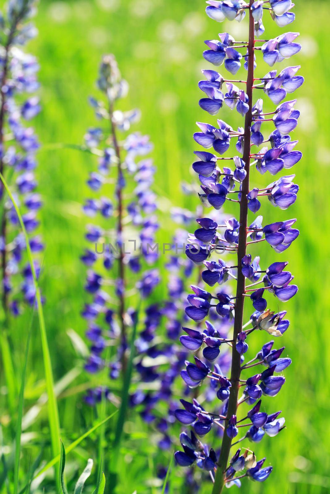 Closeup of very nice freshness blue lupine flower against green grass background