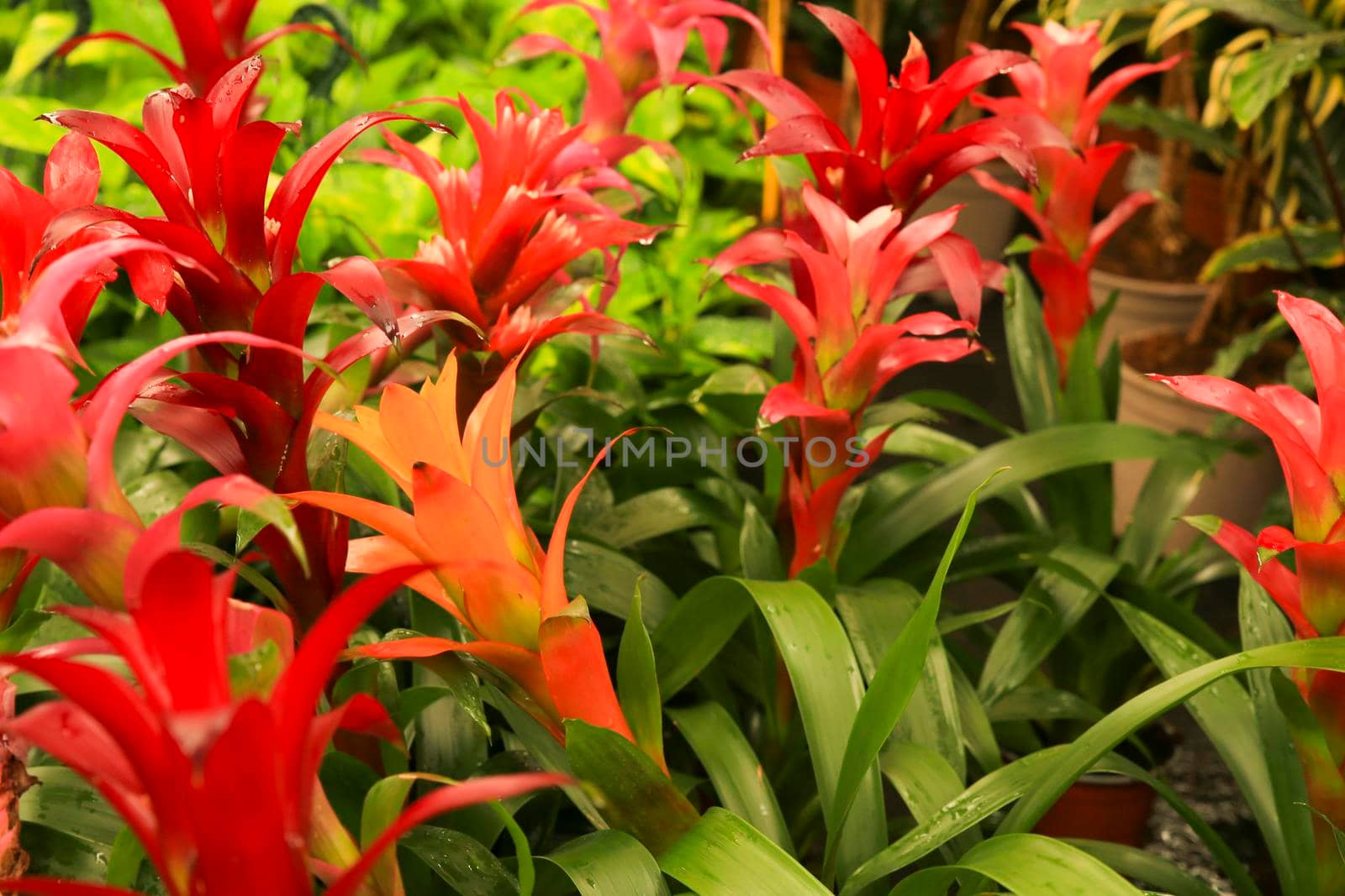 Colorful Guzmania Monostachia Rusby plants in the garden by soniabonet