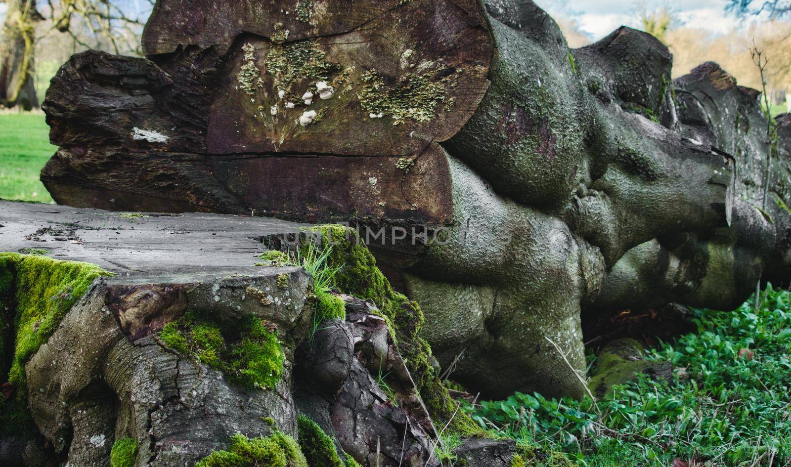 Old fallen tree in the forest with thick stump and green moss