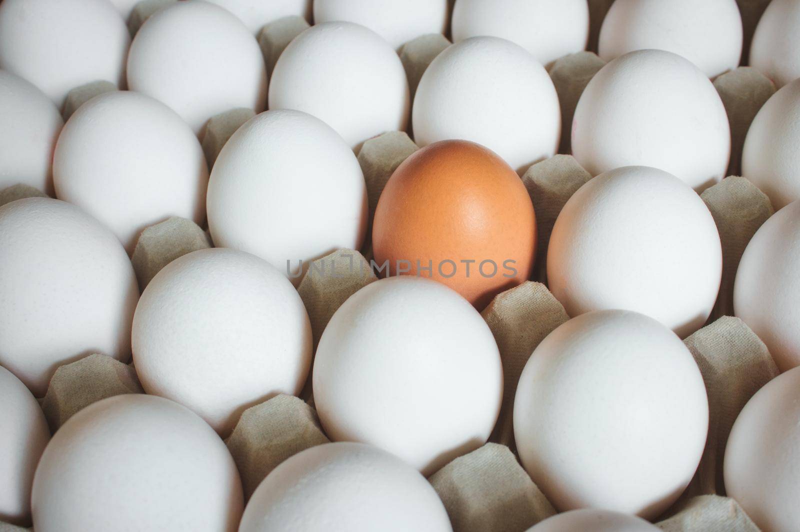 A brown egg standing out amongst a group of white eggs in a carton by tennesseewitney