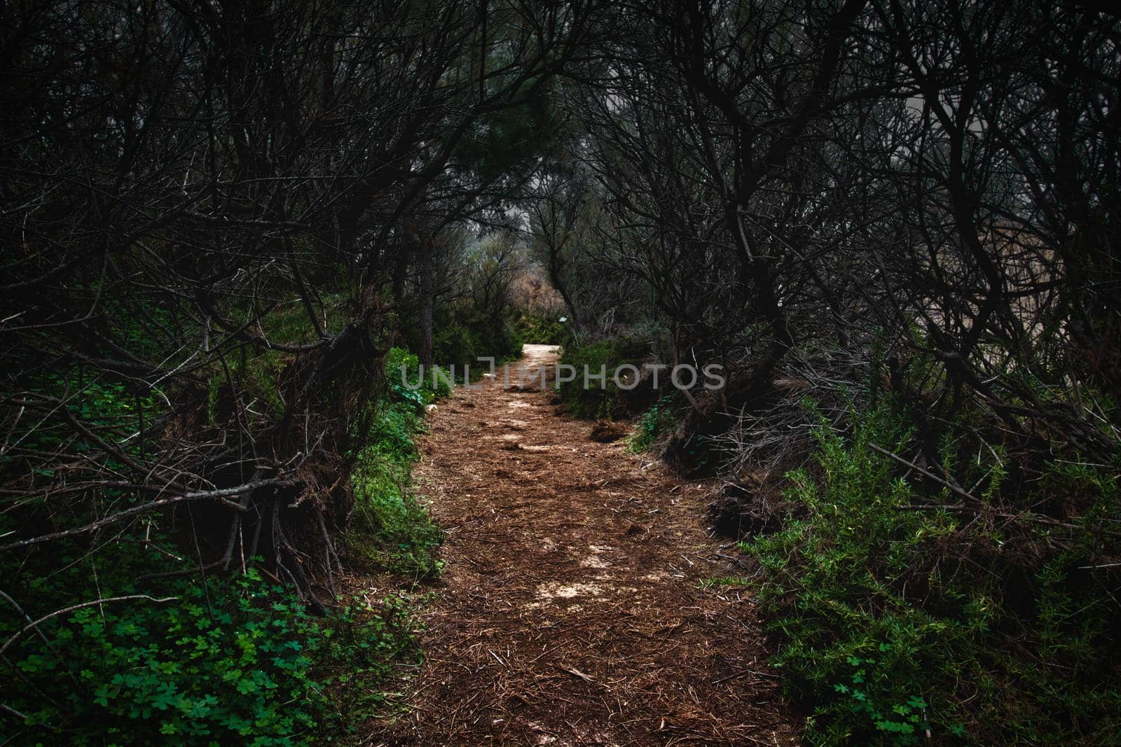 Dirt trail leading a path through a dark and scary forest by tennesseewitney