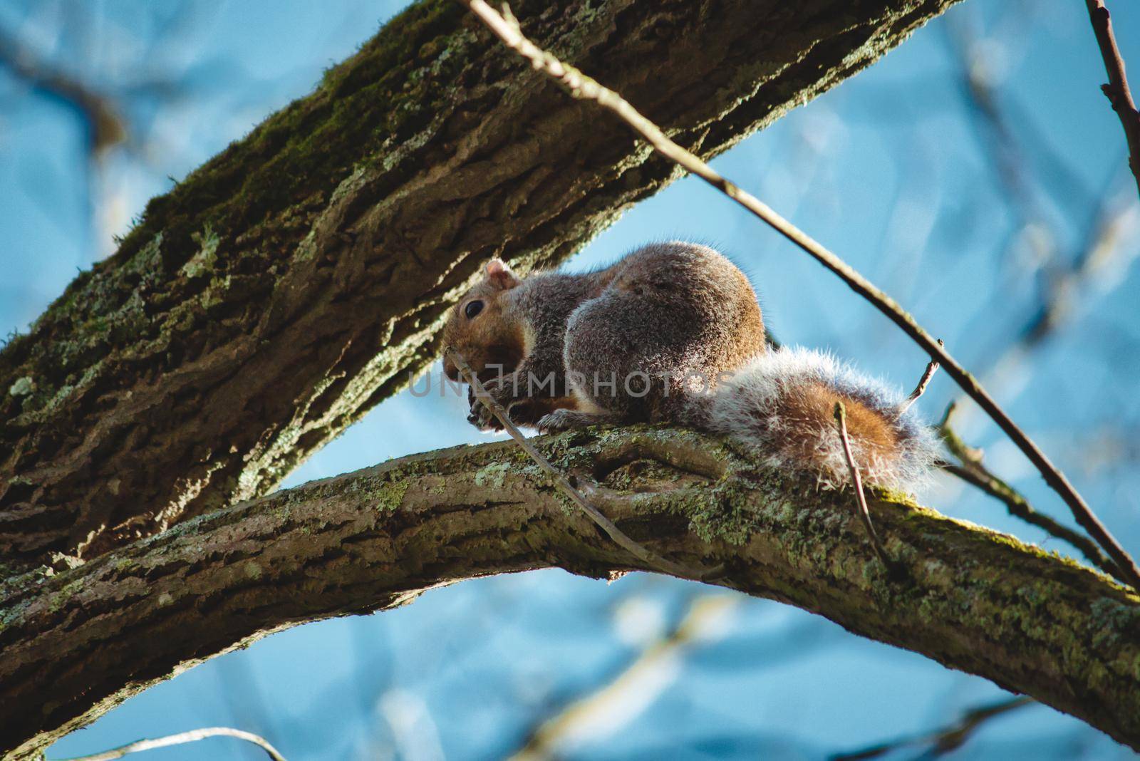 A cute furry grey squirrel on a branch high up in a tree