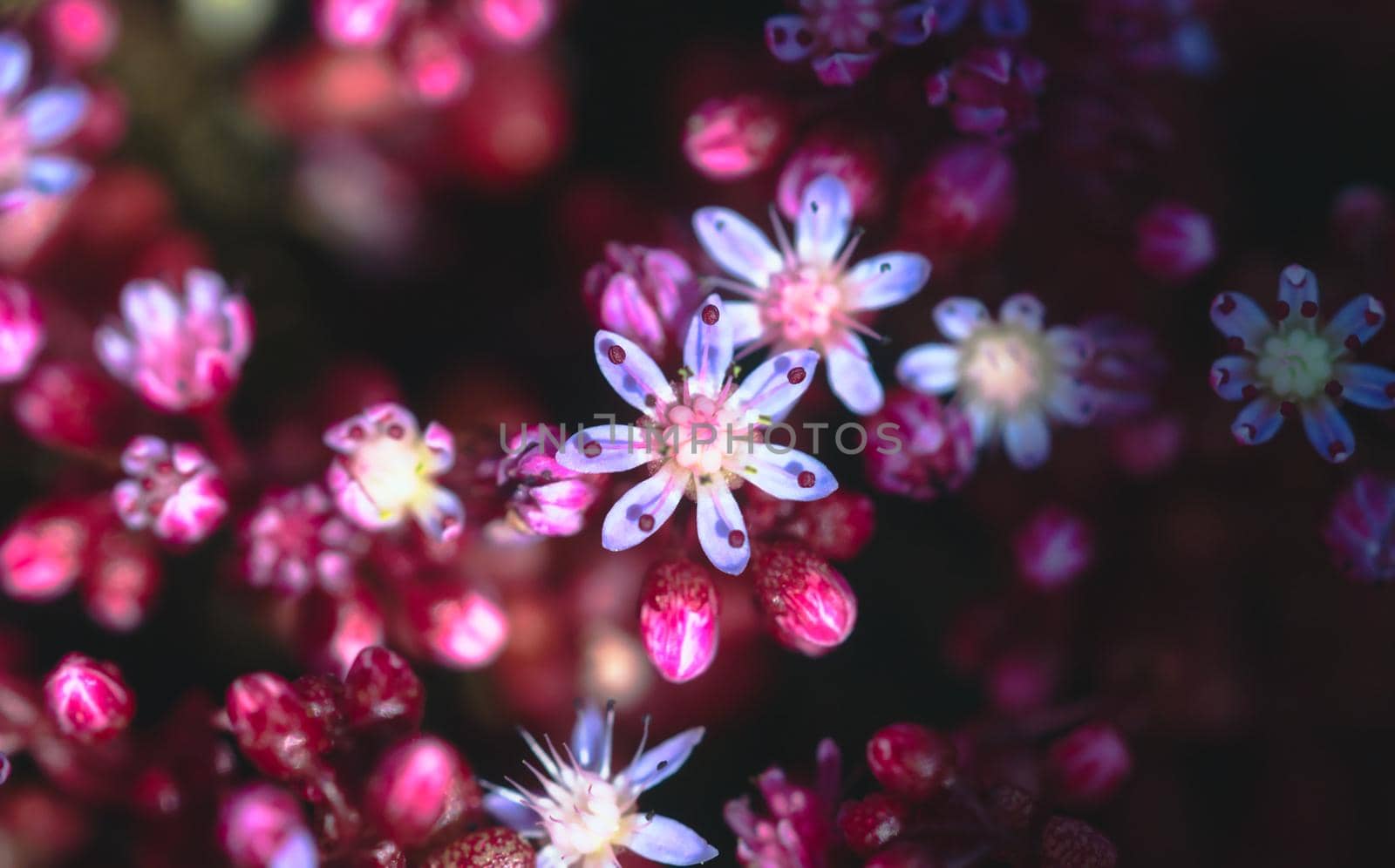 Beautiful delicate pink, purple and white flowers forming a dreamy background