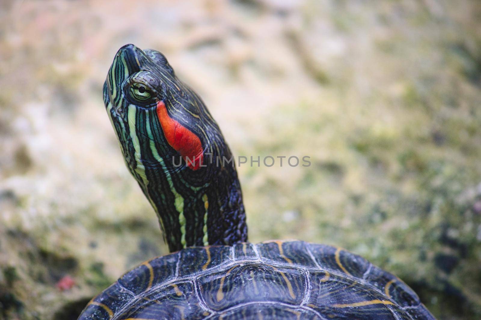 Close-up of the head of a Red-Eared Slider turtle