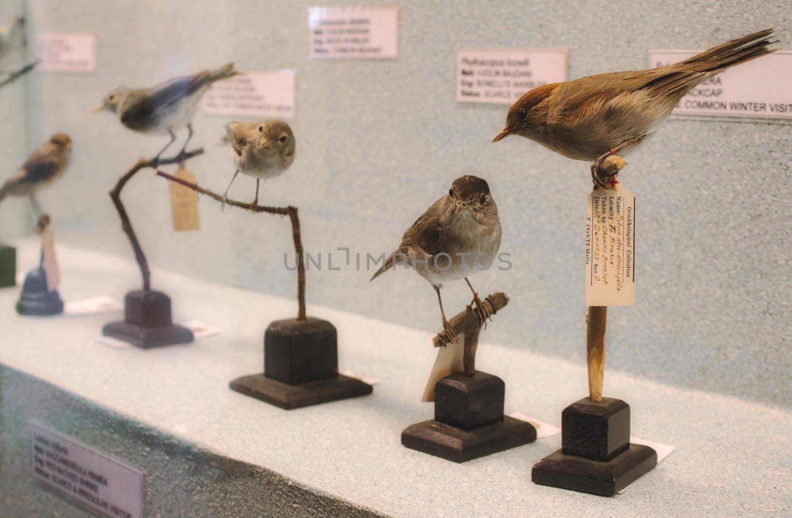 Stuffed birds on display in a natural history museum