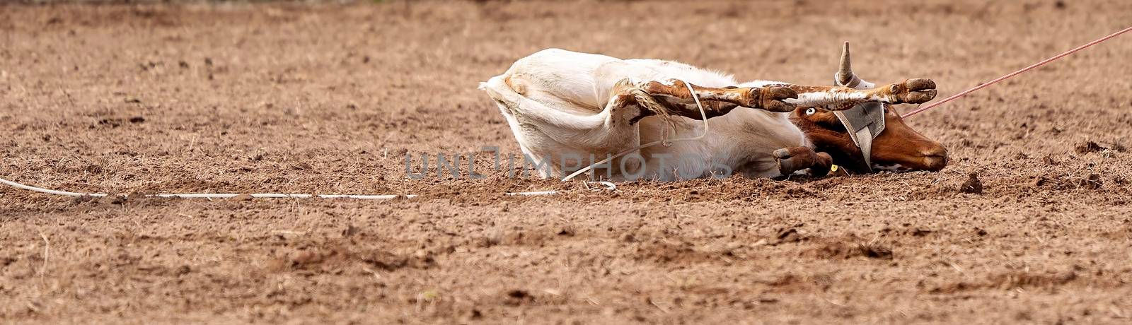 Calf On Ground During Event At Country Rodeo by 	JacksonStock