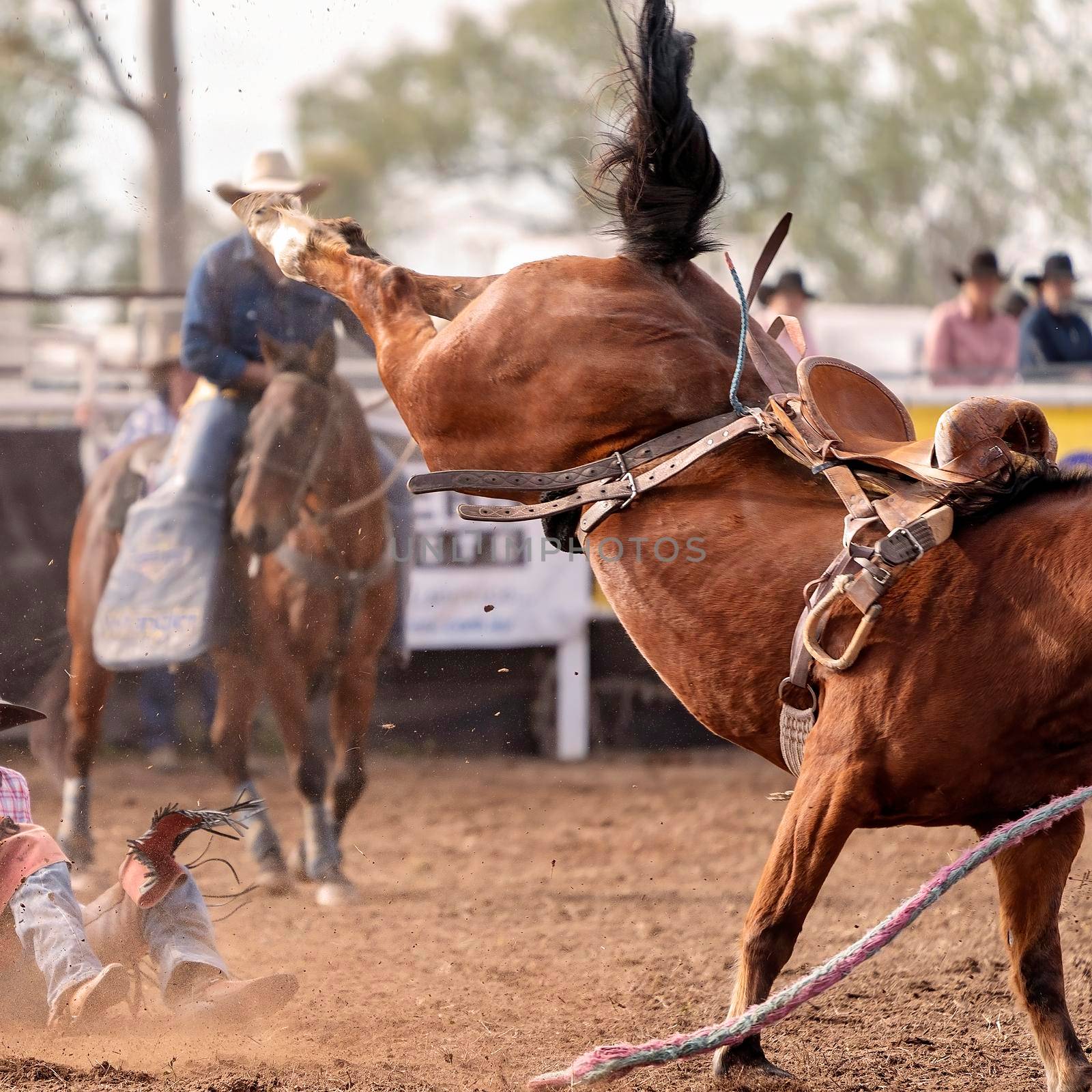 Wild bronco has bucked off his cowboy rider at a country rodeo Australia