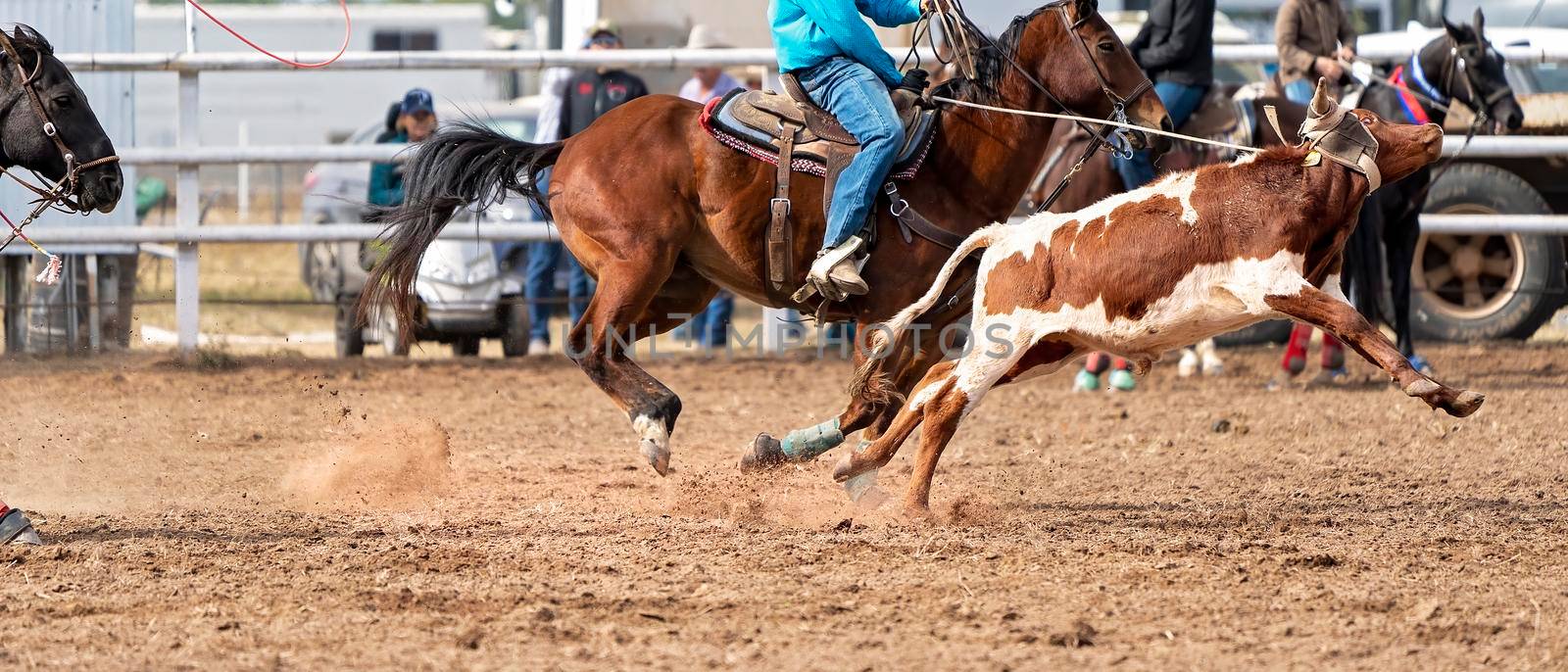 Calf Roping At Country Rodeo by 	JacksonStock