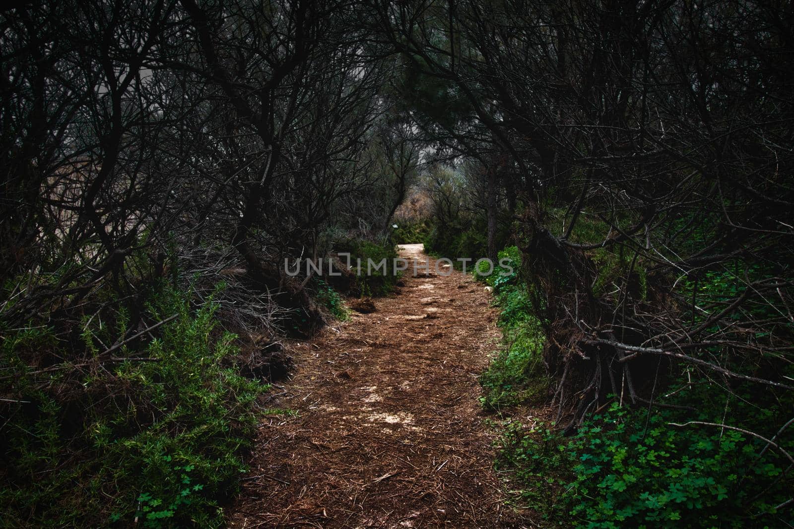 Dirt trail leading a path through a dark and scary forest by tennesseewitney