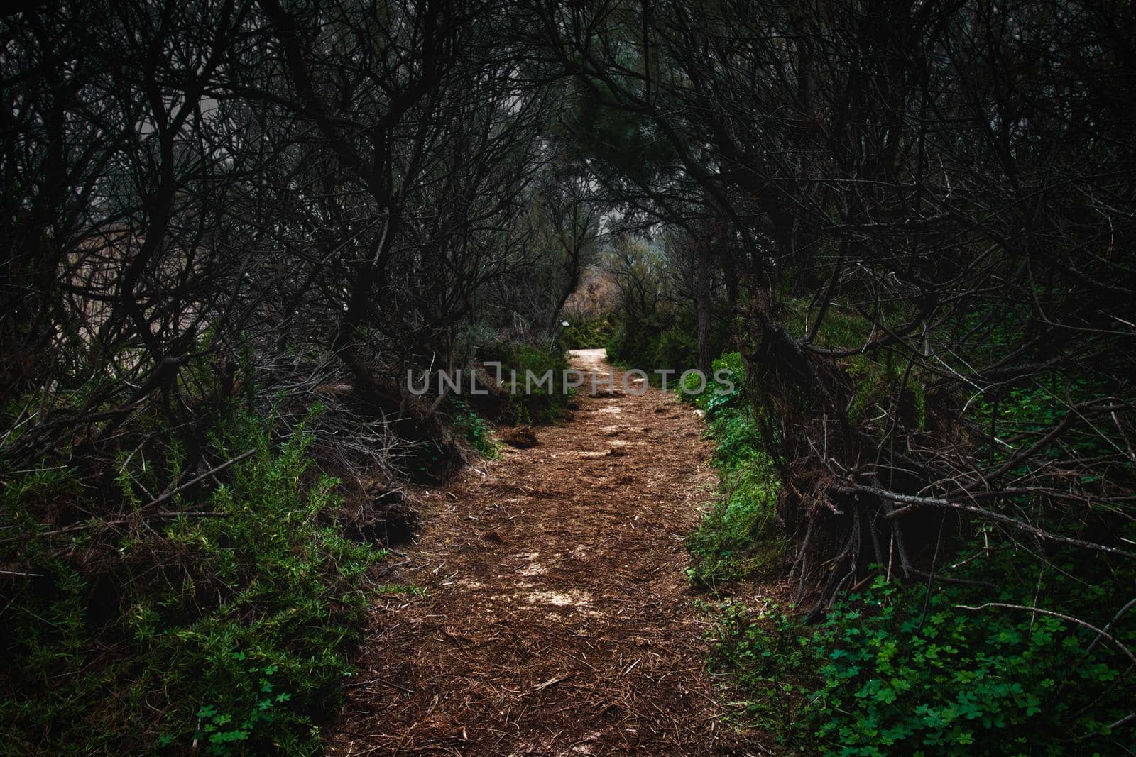 Dirt trail leading a path through a dark and scary forest