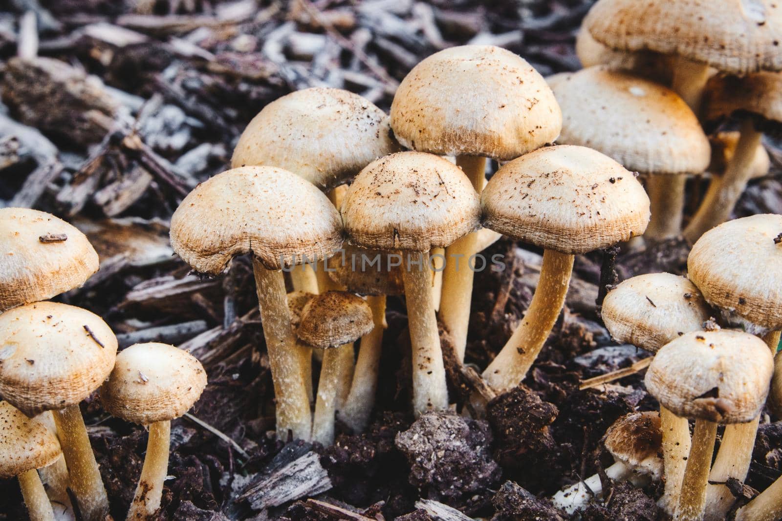 A cluster of Mulch Maids (Leratiomyces percevalii) mushrooms growing on the forest floor