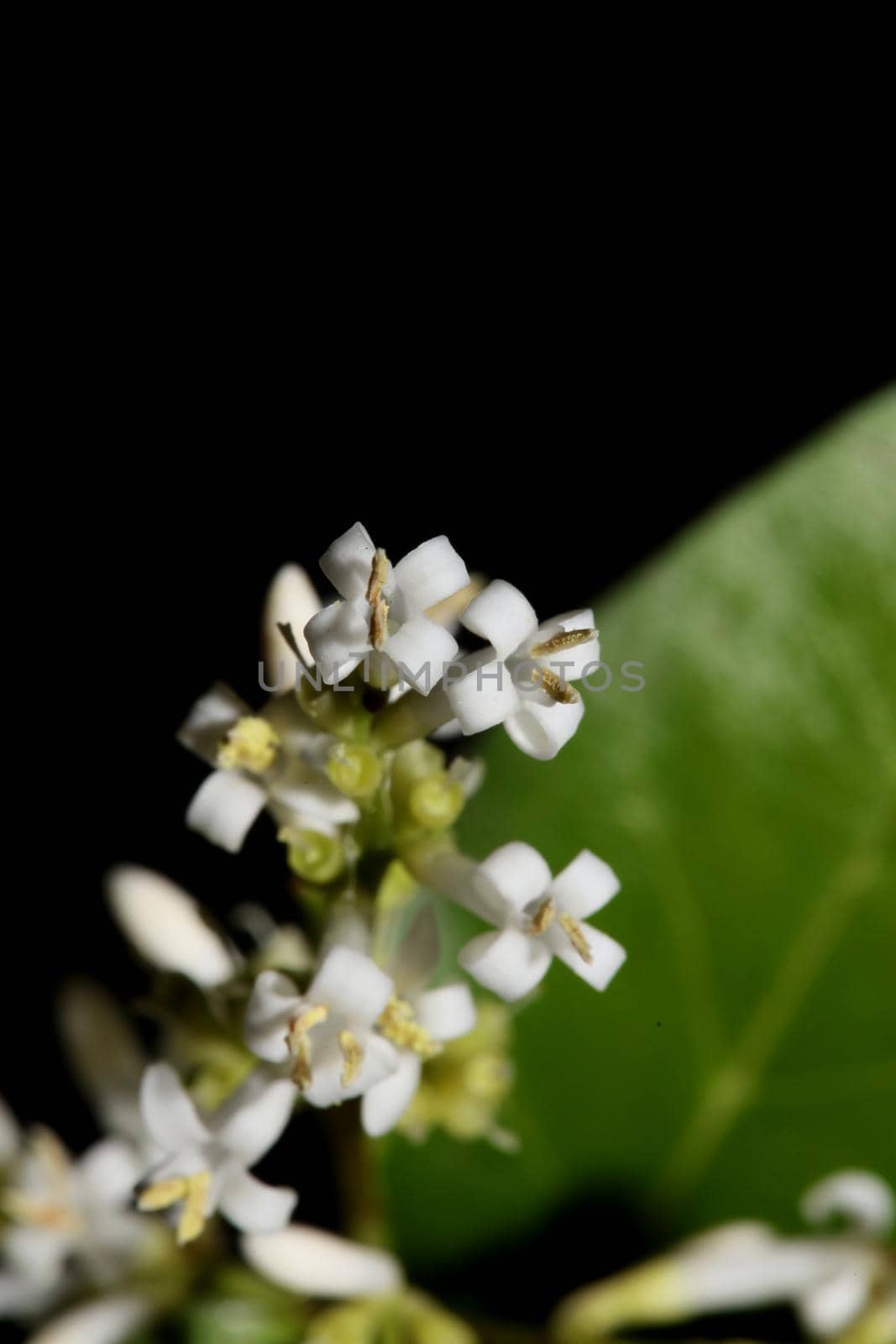 White flower blossom close up botanical modern background ligustrum vulgare family oleaceae big size high quality prints wall poster