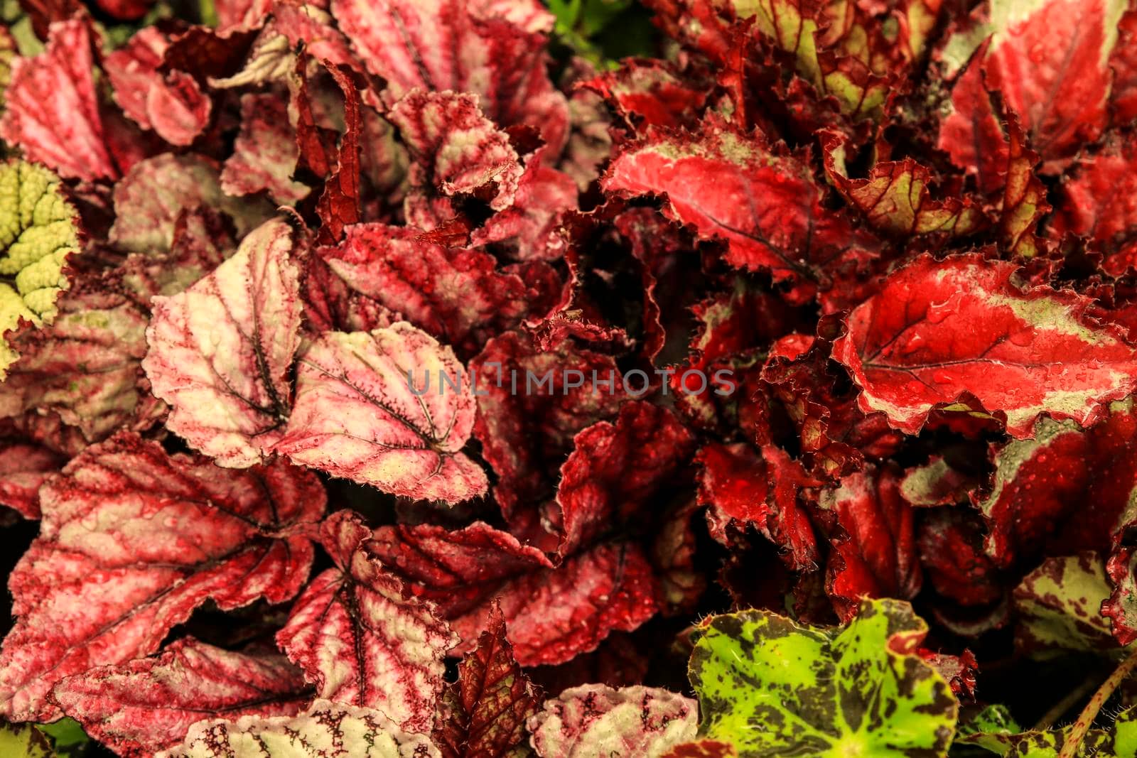 Colorful Begonia plants in the garden by soniabonet