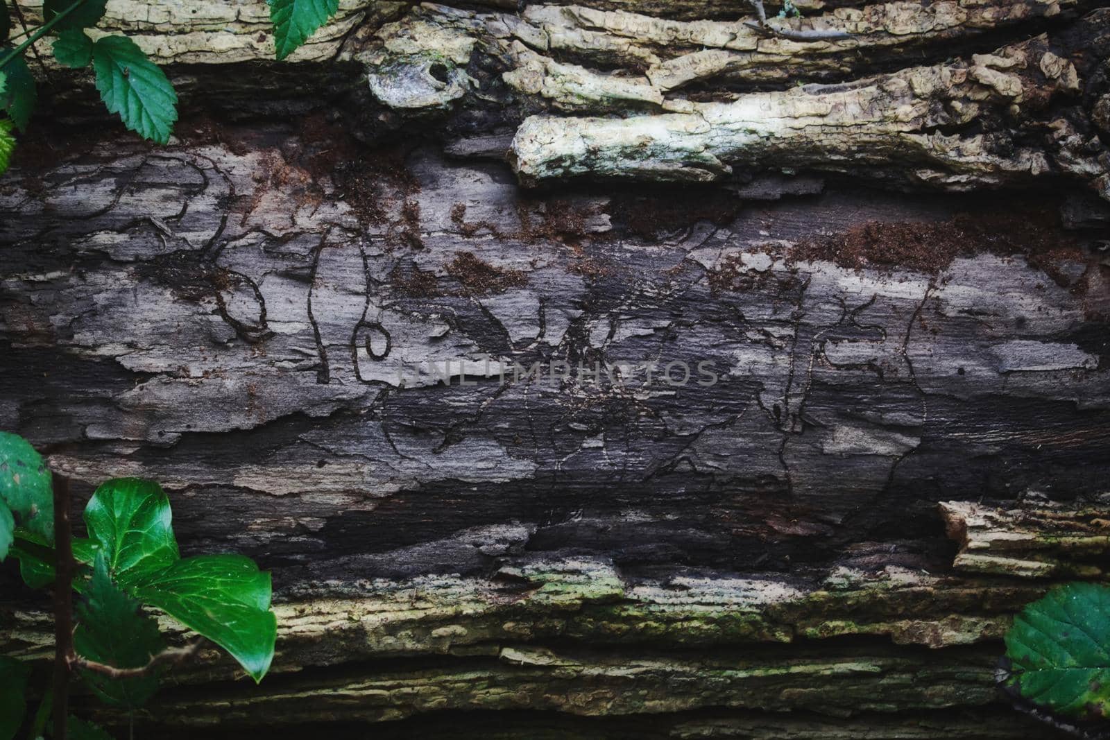 Forest themed tree log background for title text copy space; by tennesseewitney