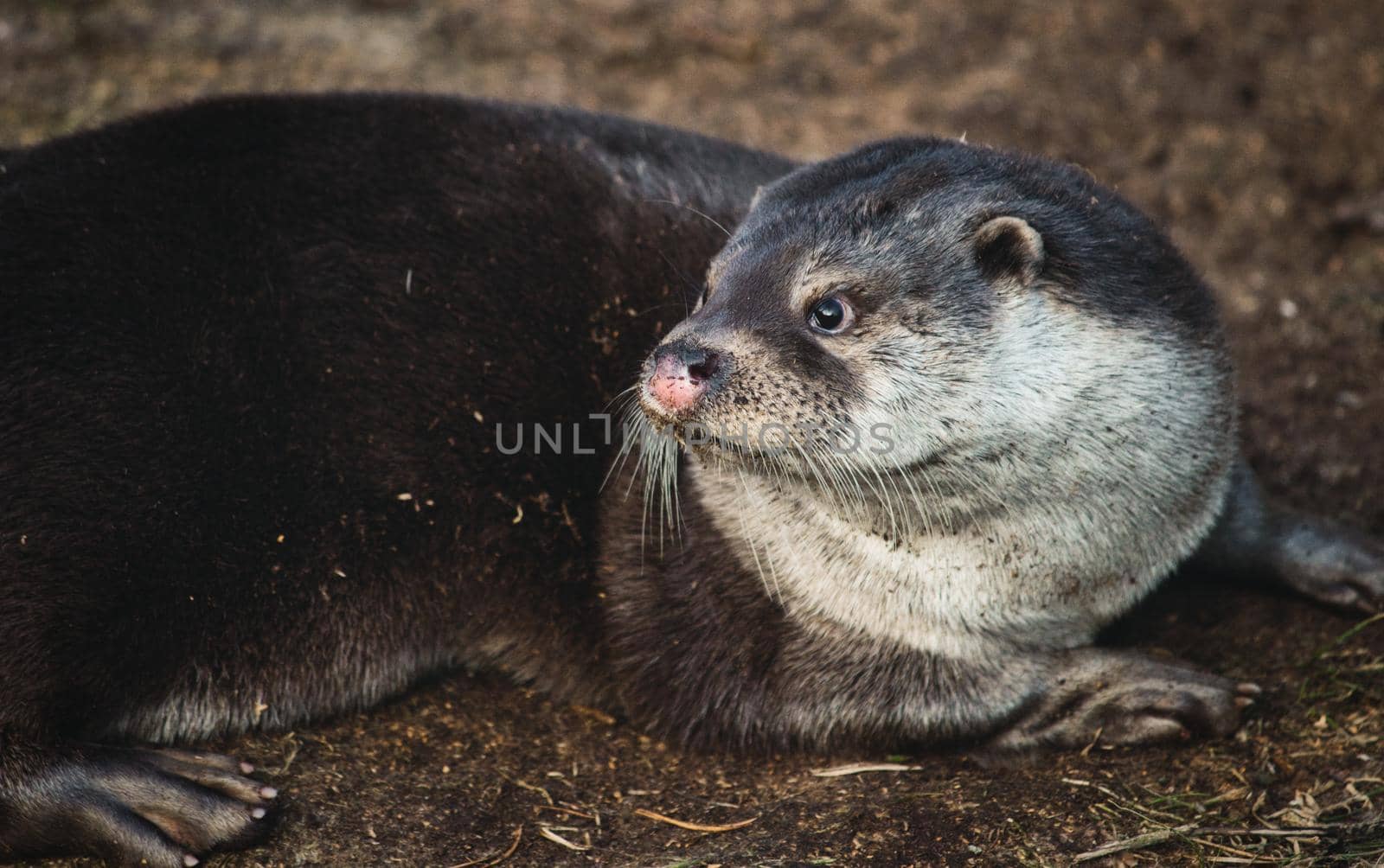 Portrait of Eurasian (Lutra) otter lying on the ground by tennesseewitney