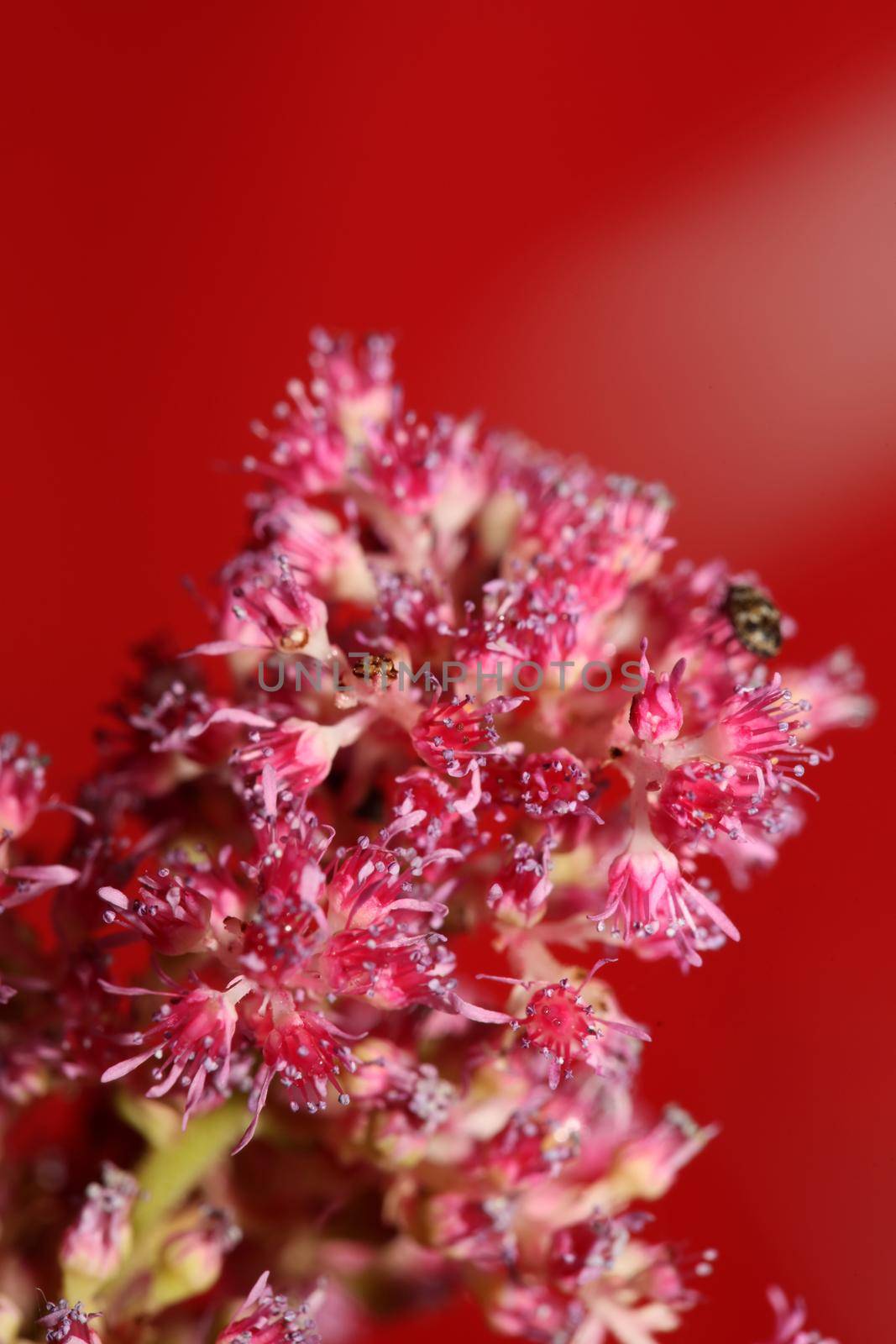 Purple flower blossom close up botanical background high quality big size prints astilbe japonica family saxifragaceae wall poster