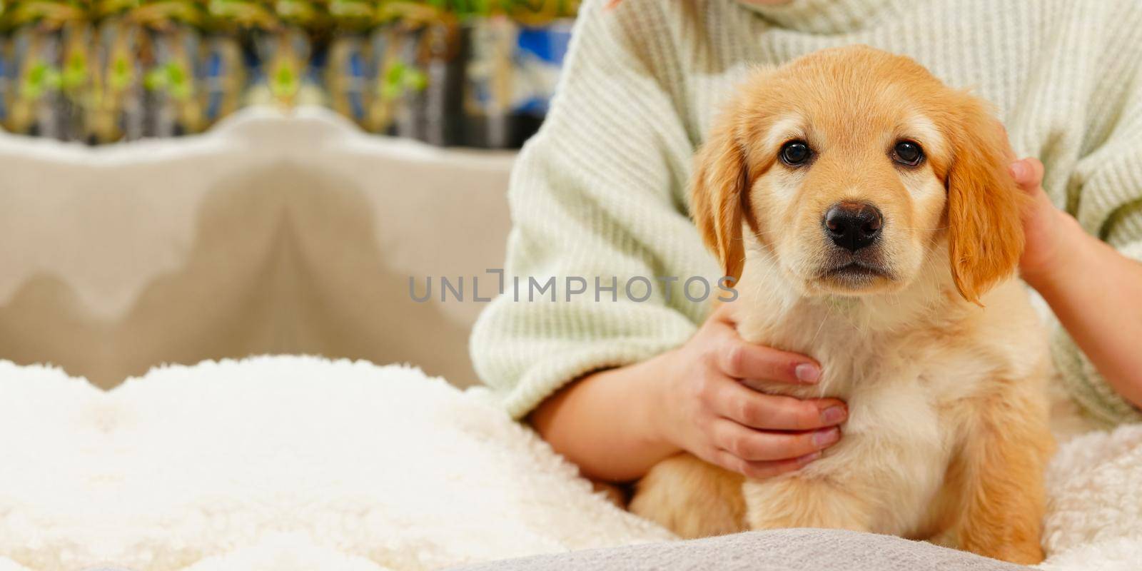 A child with a cute puppy. Girl with a golden hovawart puppy at home. cute little guard puppy by PhotoTime