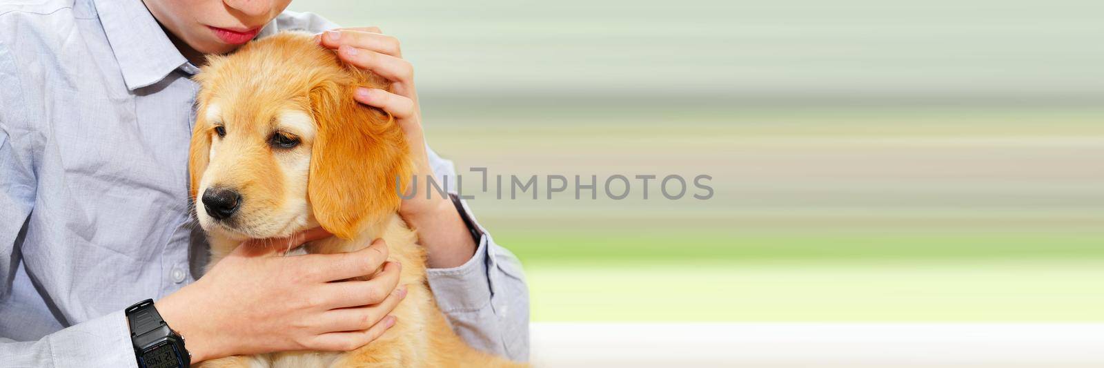 Golden Hovawart cute puppy. Portrait of cute puppy with teen boy in room. Happy cute puppy resting in the arms of a child, a dream come true. Golden Retriever sweet puppy