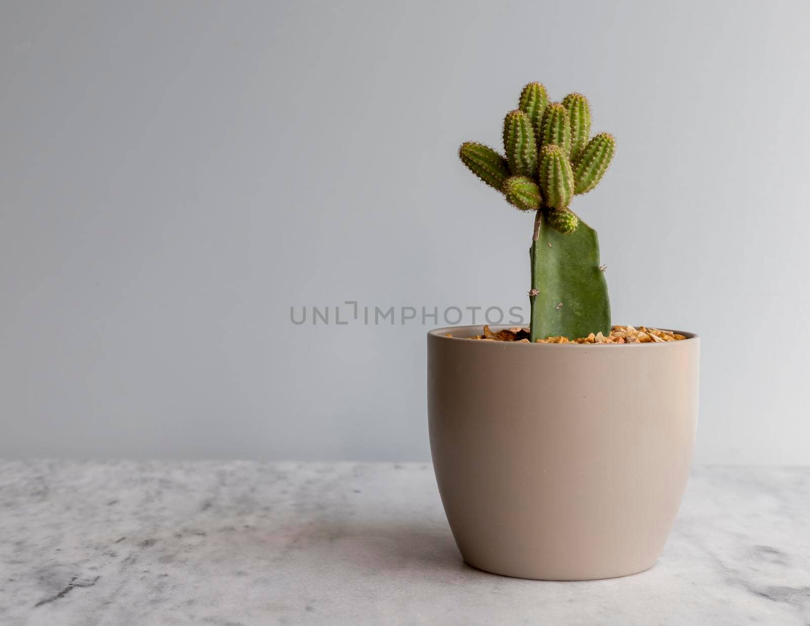 Peanut cactus grafted on a rootstock