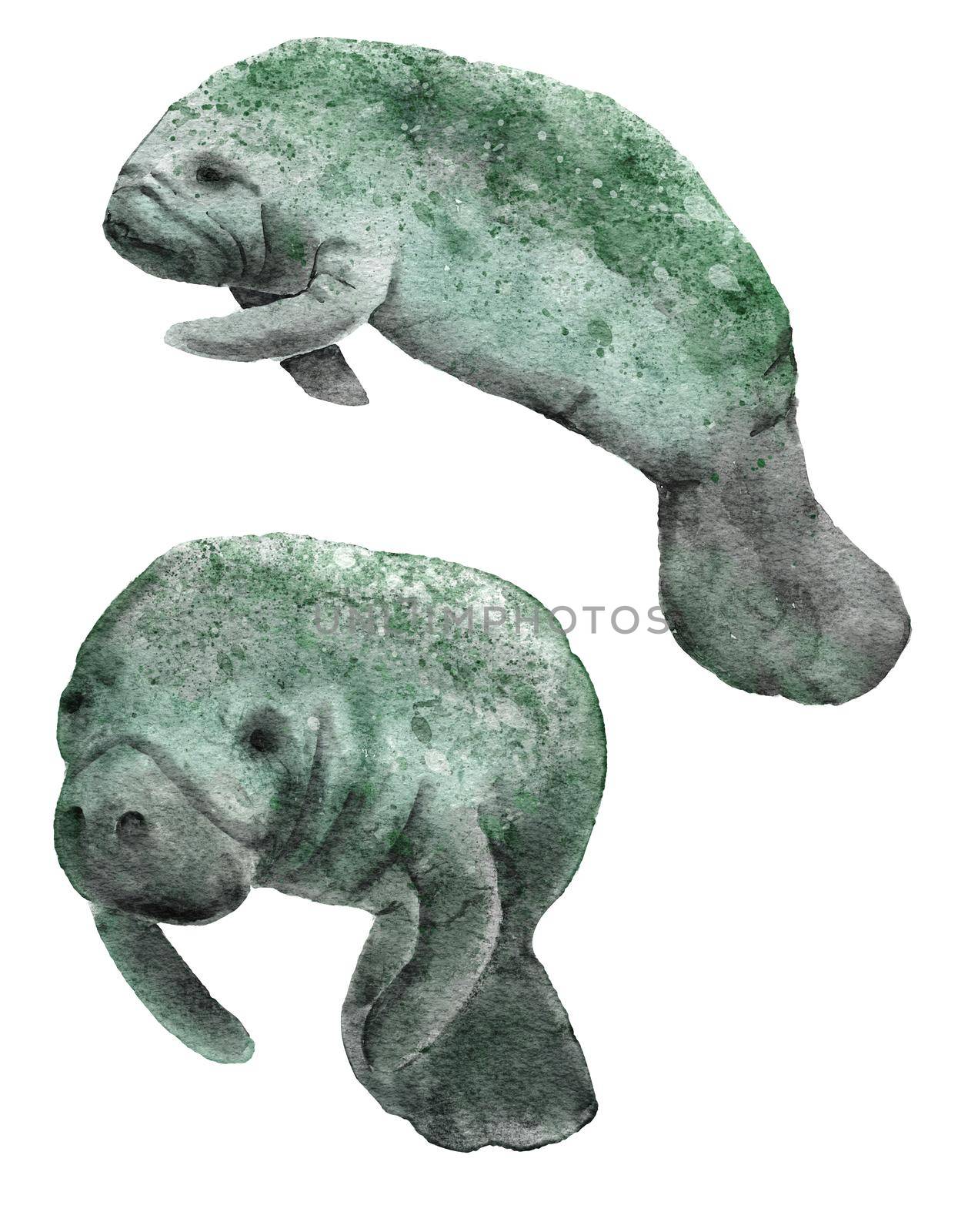Watercolor hand drawn illustration of florida manatee marine animal. Sea ocea underwater mammal, endangered species in the wild, water wildlife, ecology environment river protection. by Lagmar