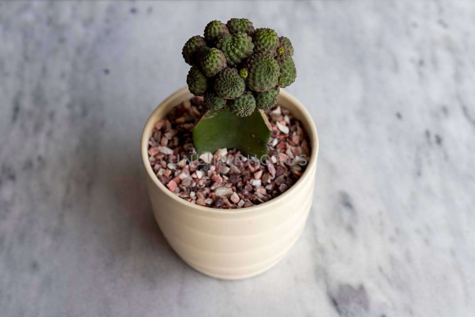 Mamarilla grafted cactus in a pot high angle view