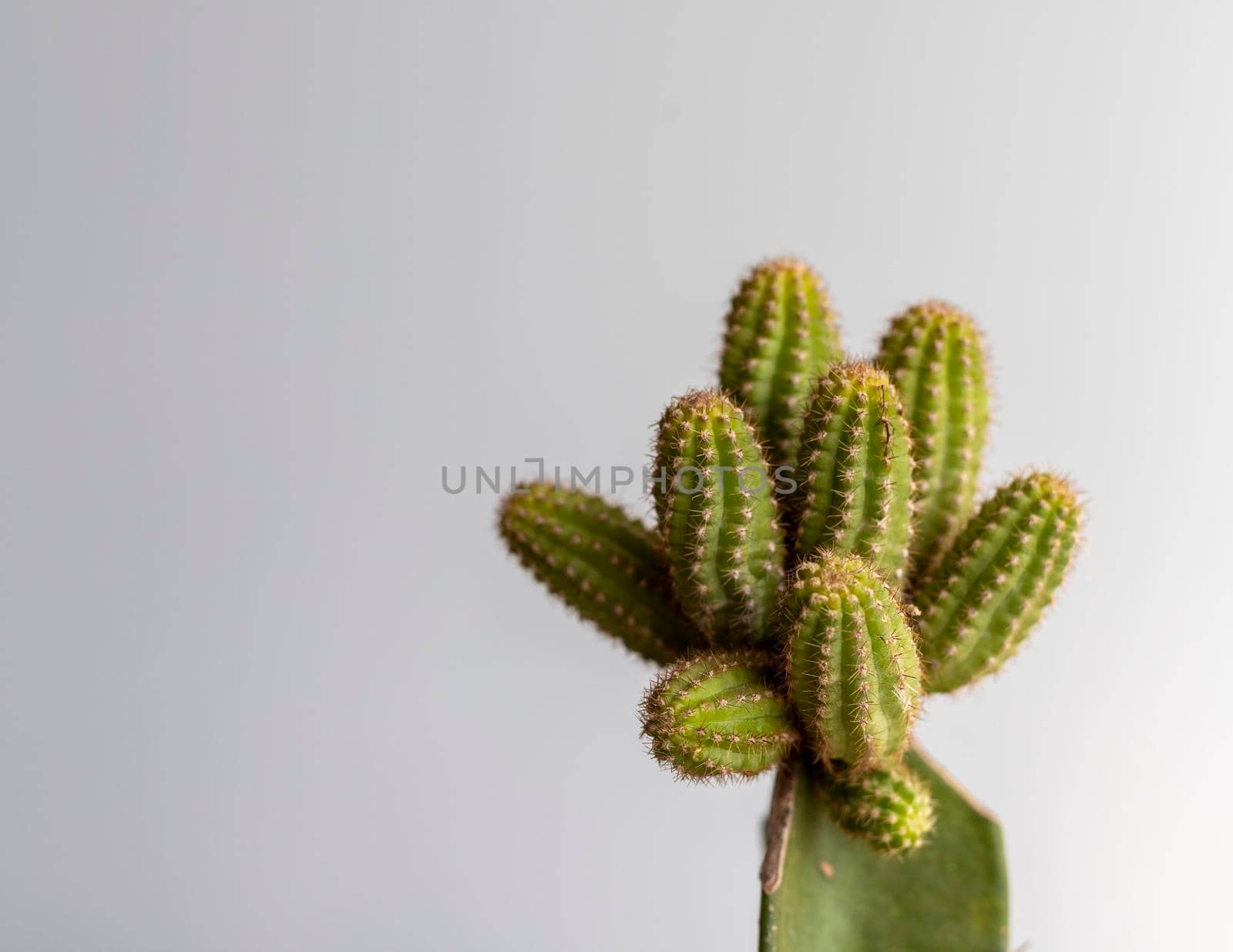 Chamaecereus echinopsis grafted cactus head view