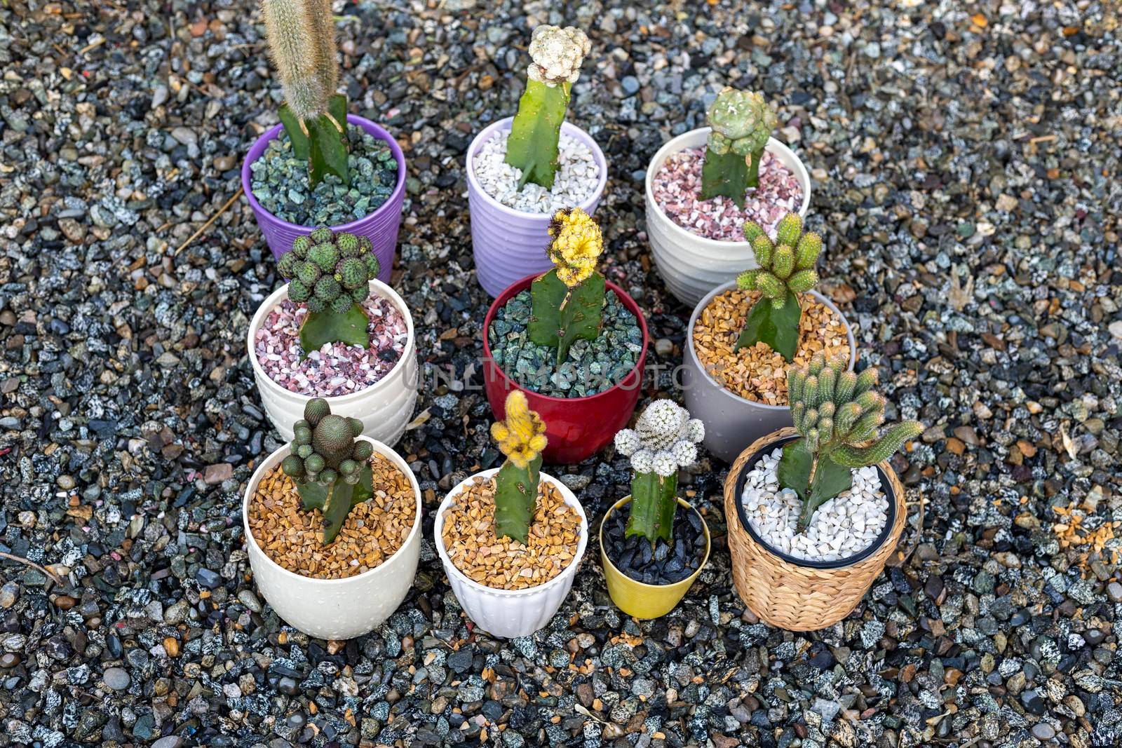 grafted cactus in colorful ceramic pots top view by Bilalphotos