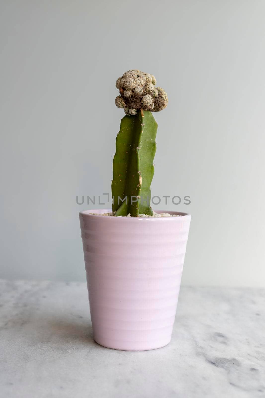 Mammillaria plumosa grafted cactus in a beautiful pot