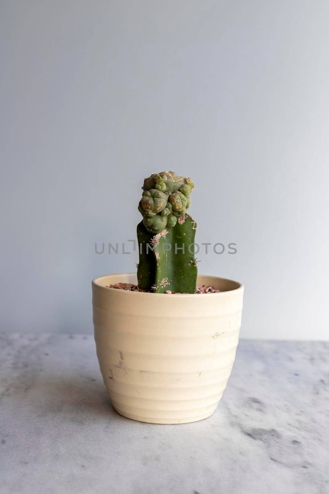 Mammillaria grafted cactus in beautiful ceramic pot