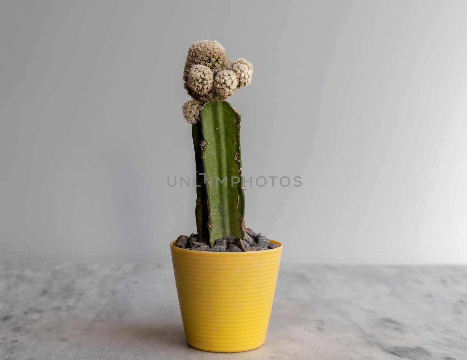 beautiful white grafted cactus in yellow plastic pot